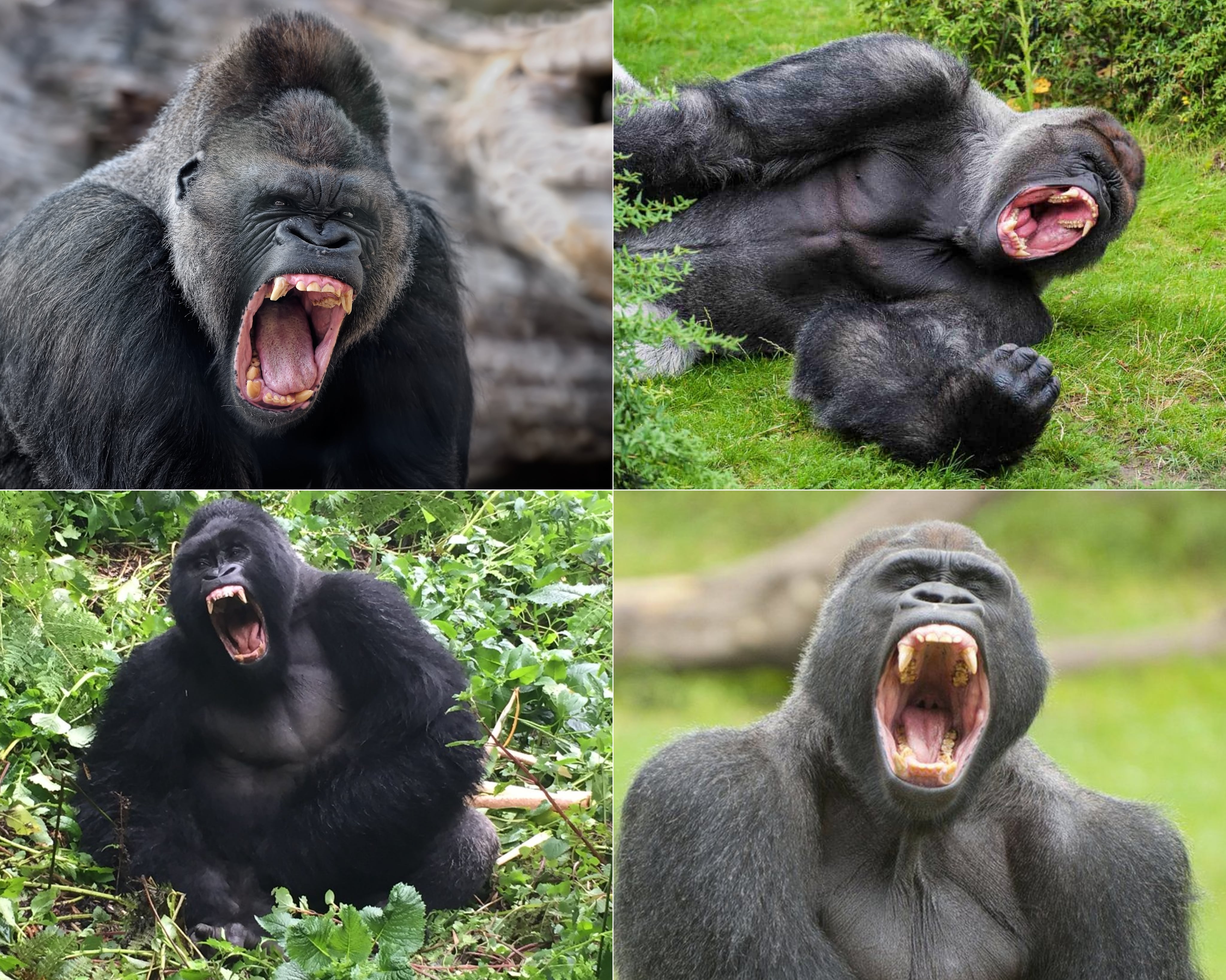 Gorilla Predators