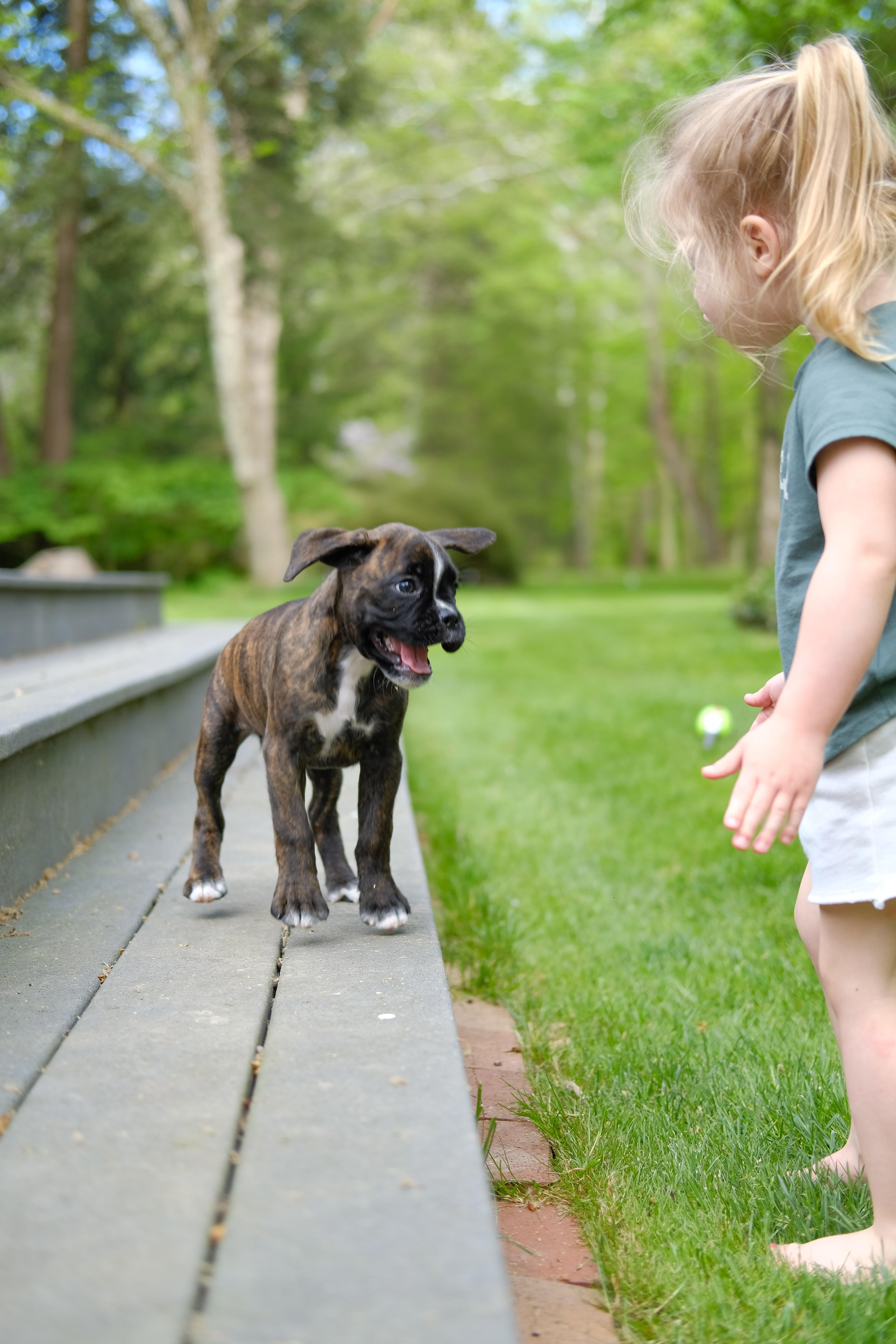 8117 best r/boxer images on Pholder Why do boxers Sit on people?