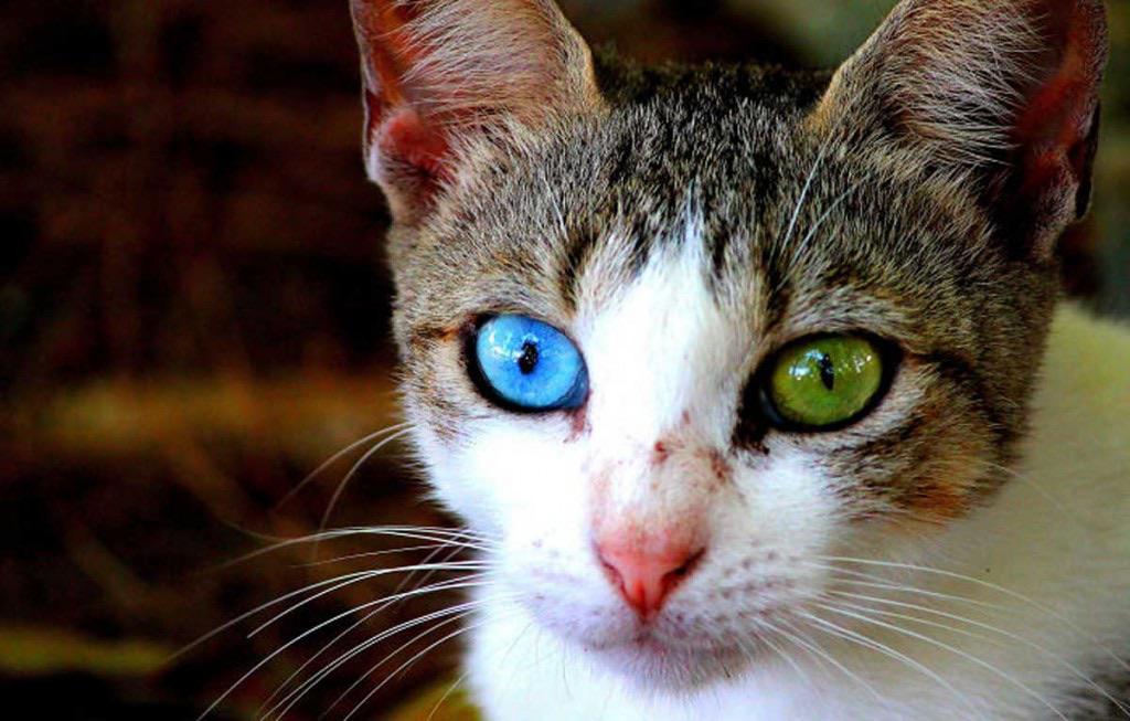 Another cat with Heterochromia cats