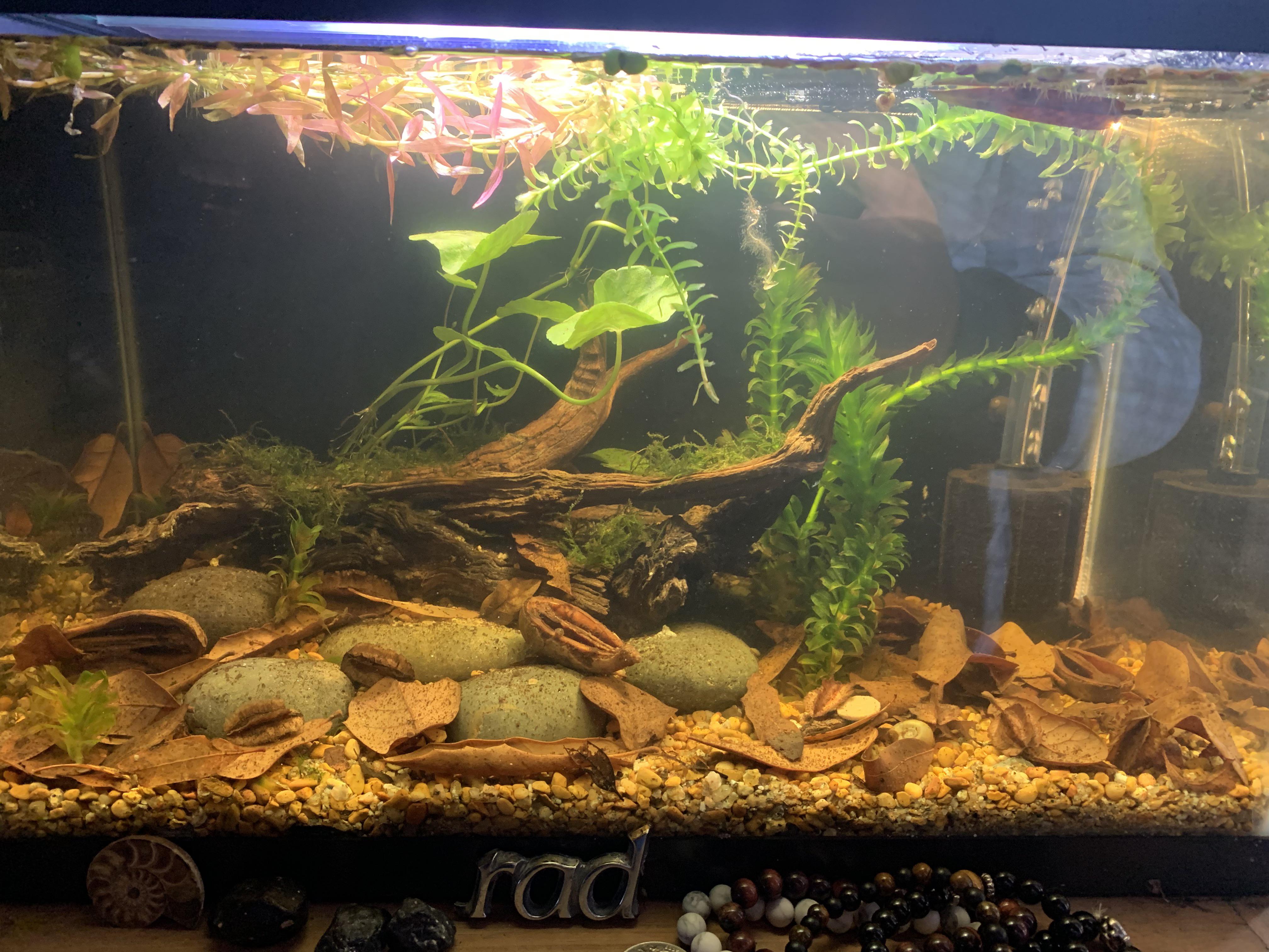 My nightstand 5.5g planted, unheated invert tank. Current stocking is 3