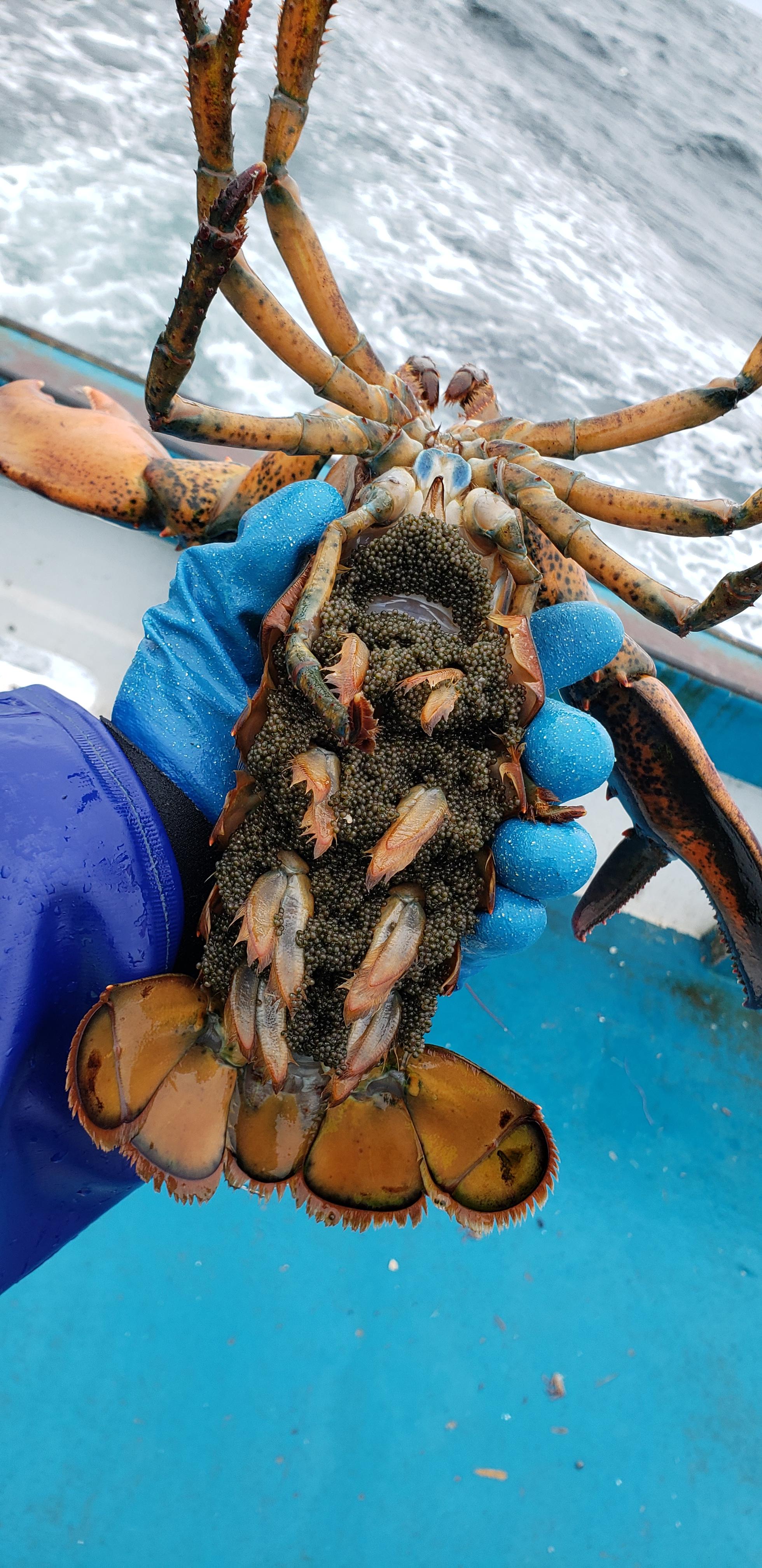 This Lobster carrying its eggs r/mildlyinteresting