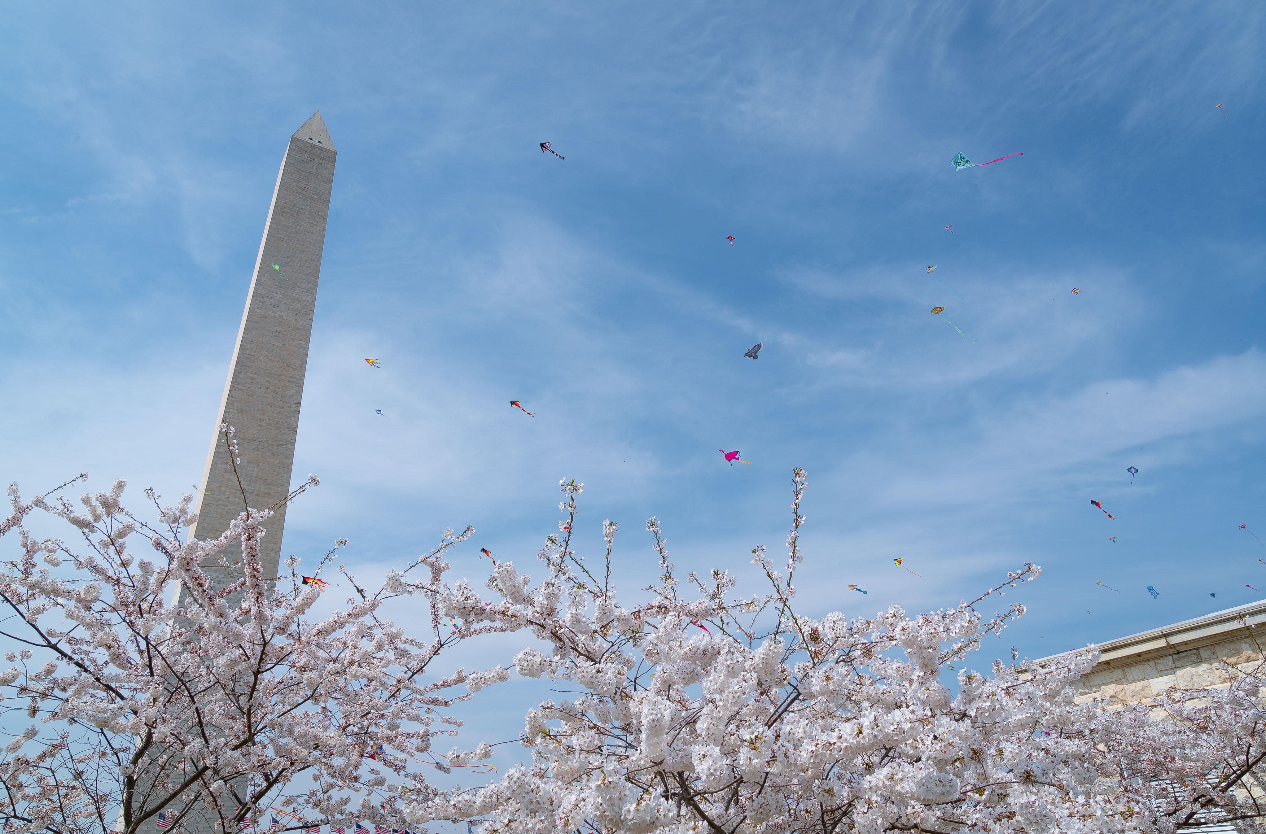 Kite Festival and Cherry Blossoms Blooming over the weekend in DC r/pics