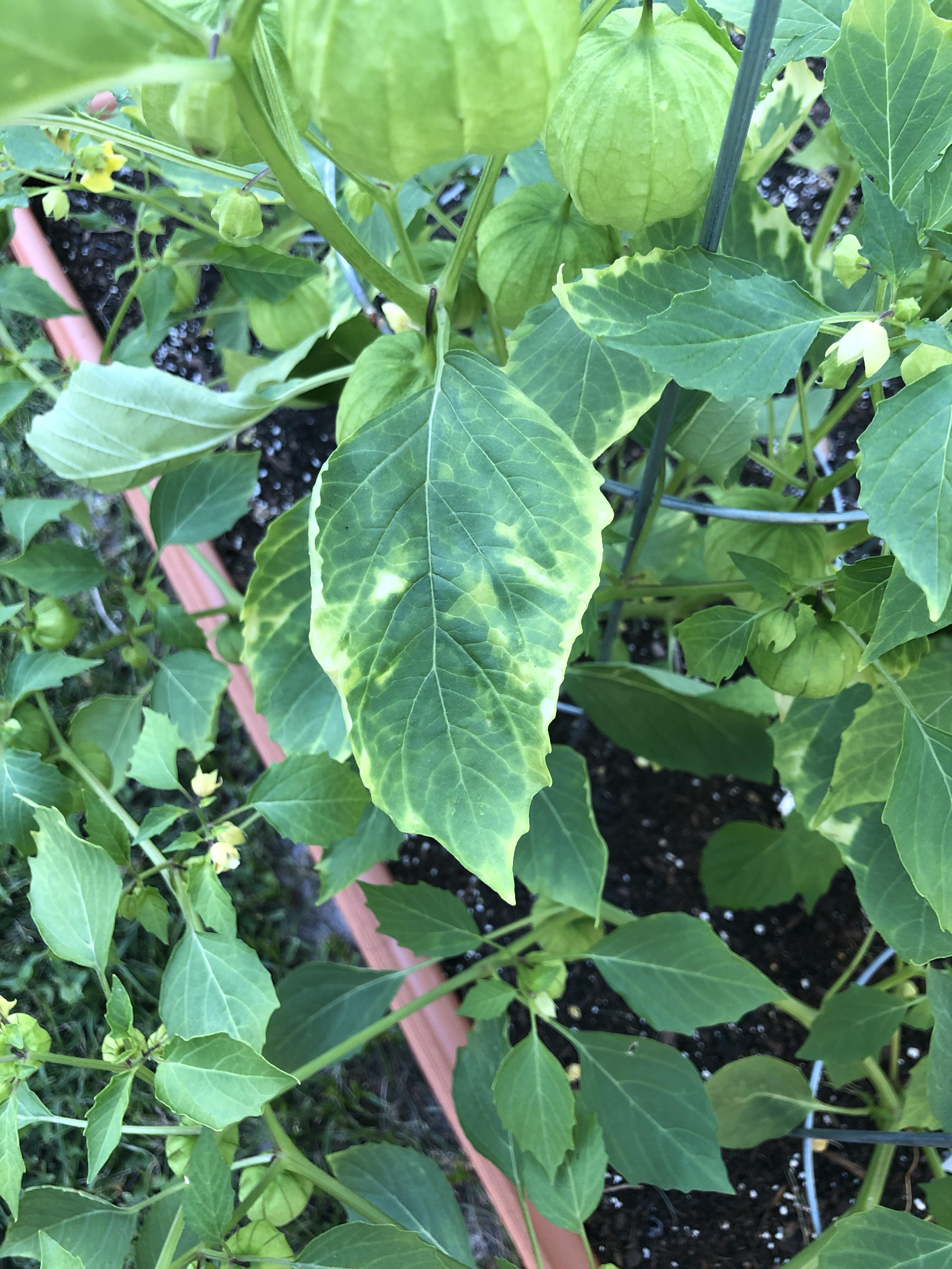 Any idea what is wrong with my tomatillos? Why are the leaves changing