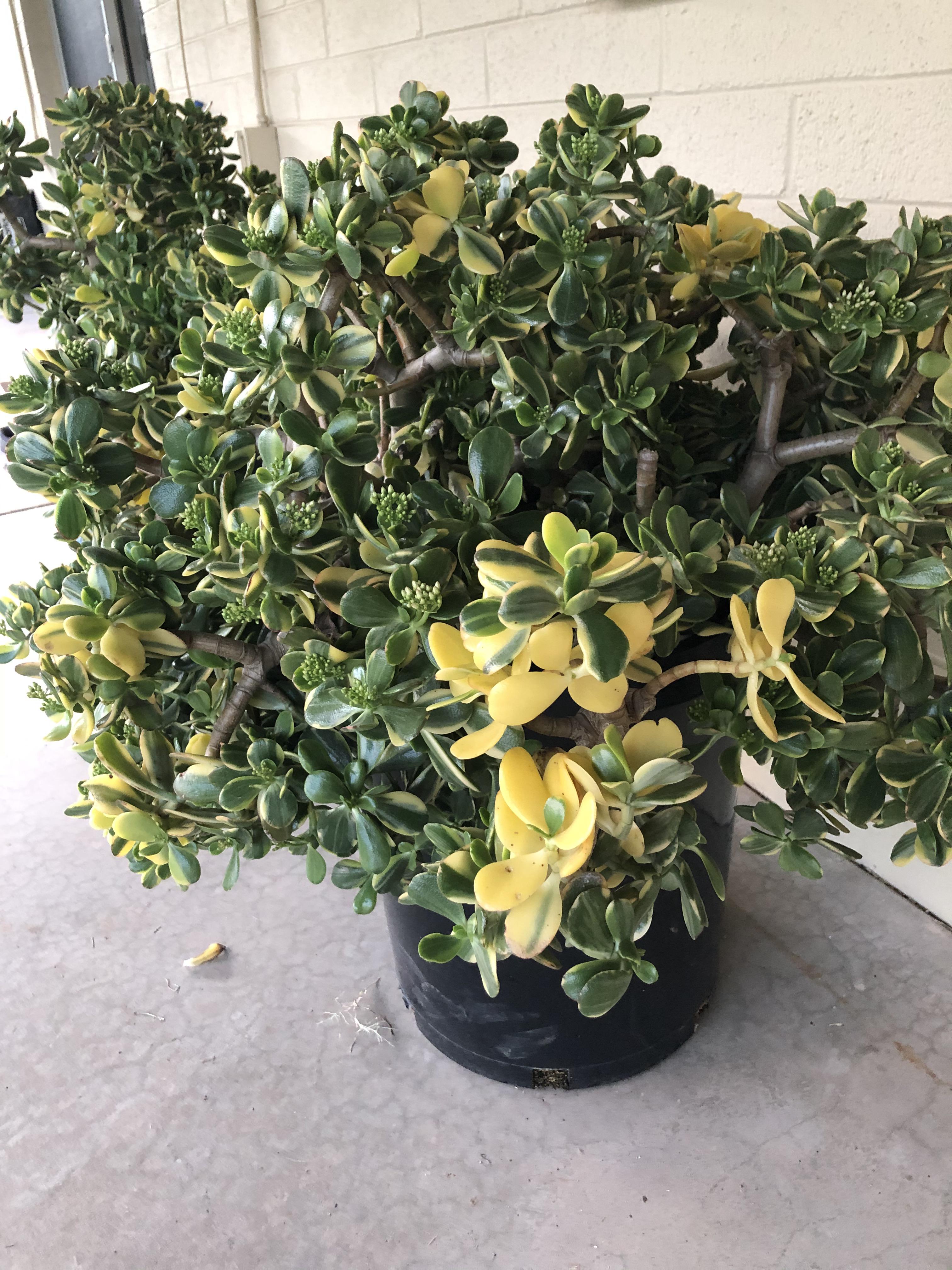 Giant variegated jades at Home Depot for 60!!! And of course I got 2 😍