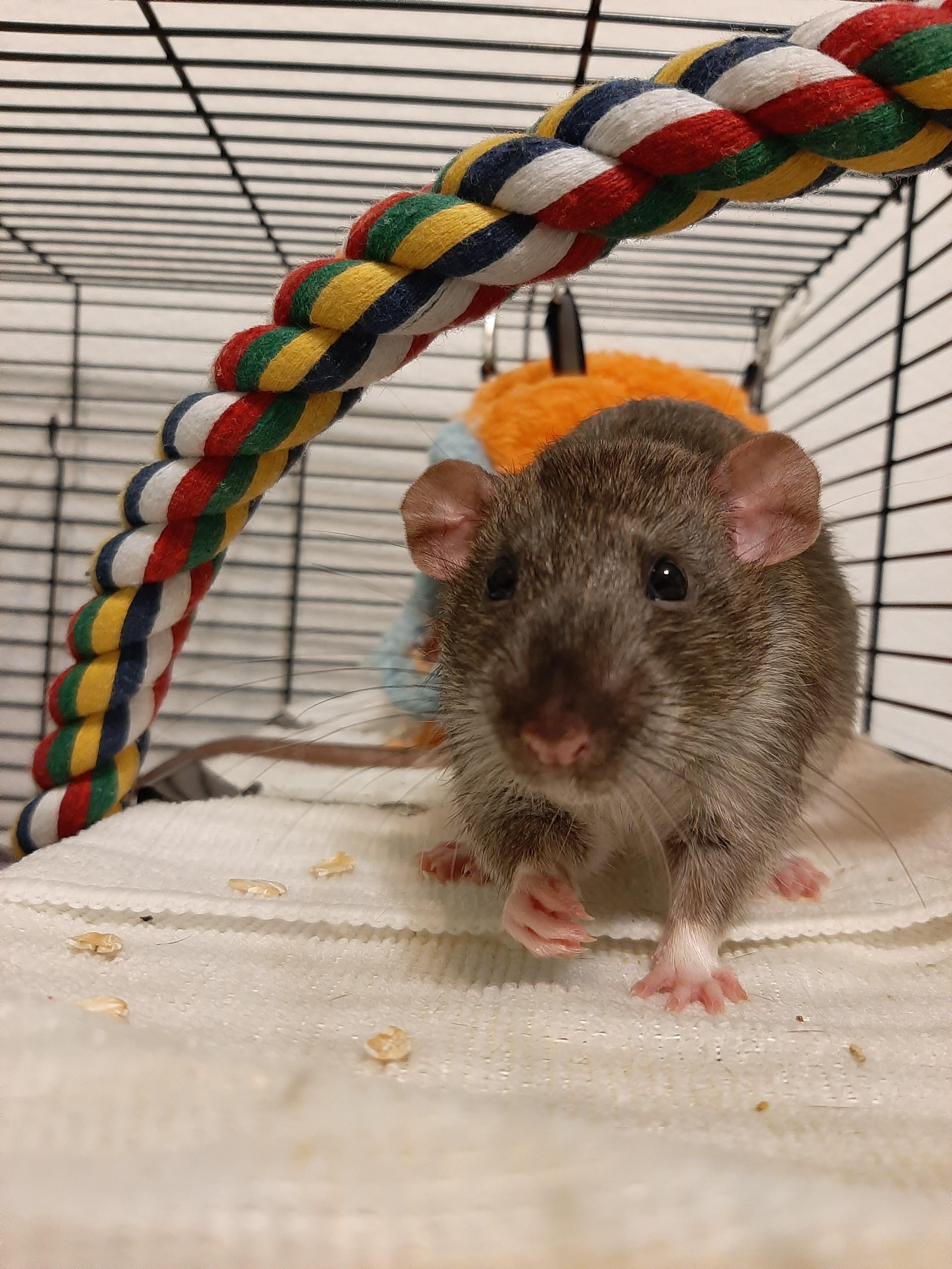 My rats enjoyed valentine's day, and by that I mean they enjoyed eating
