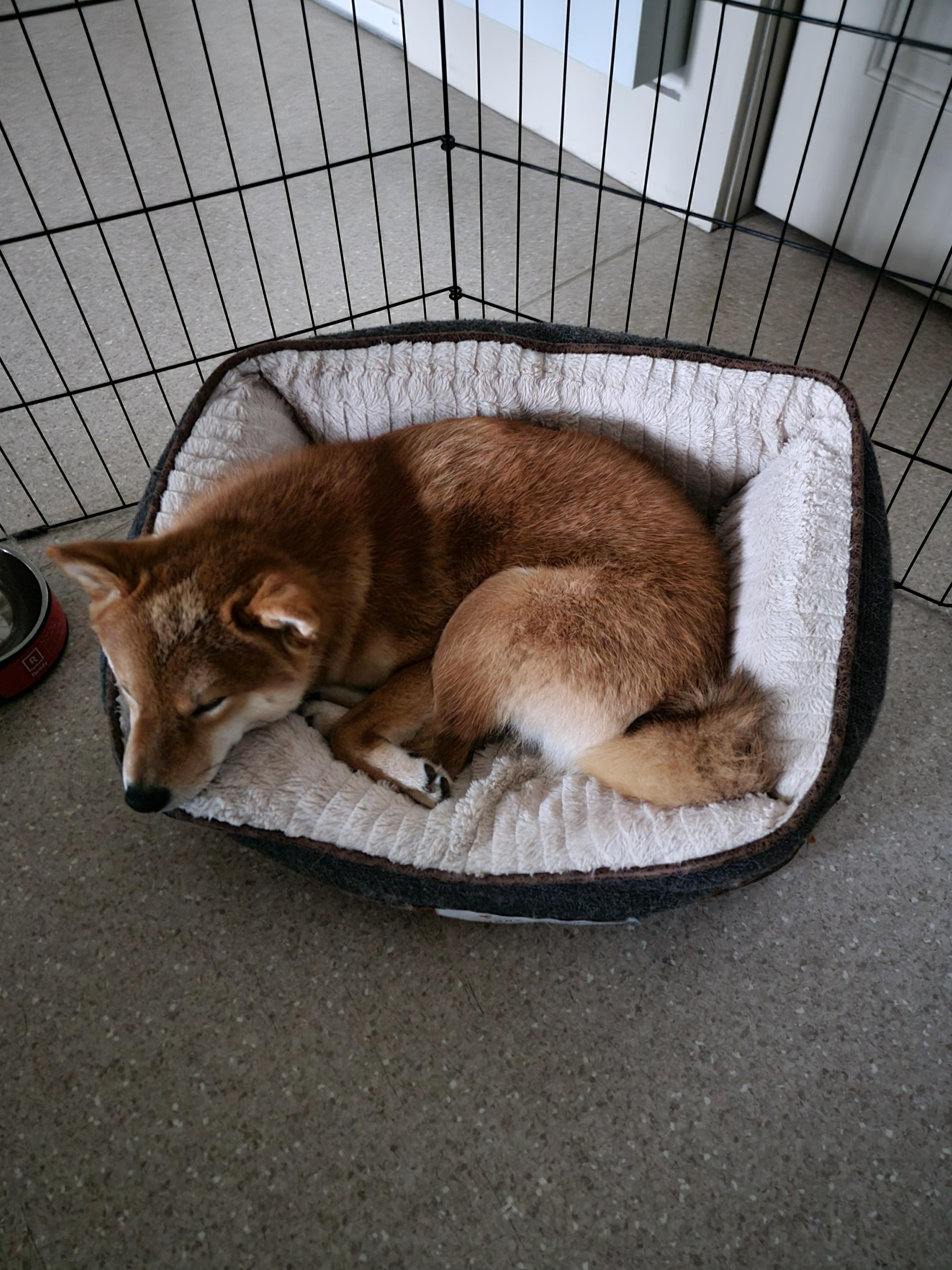 is this bed too small? he loves it but can't tell if him curling is ok