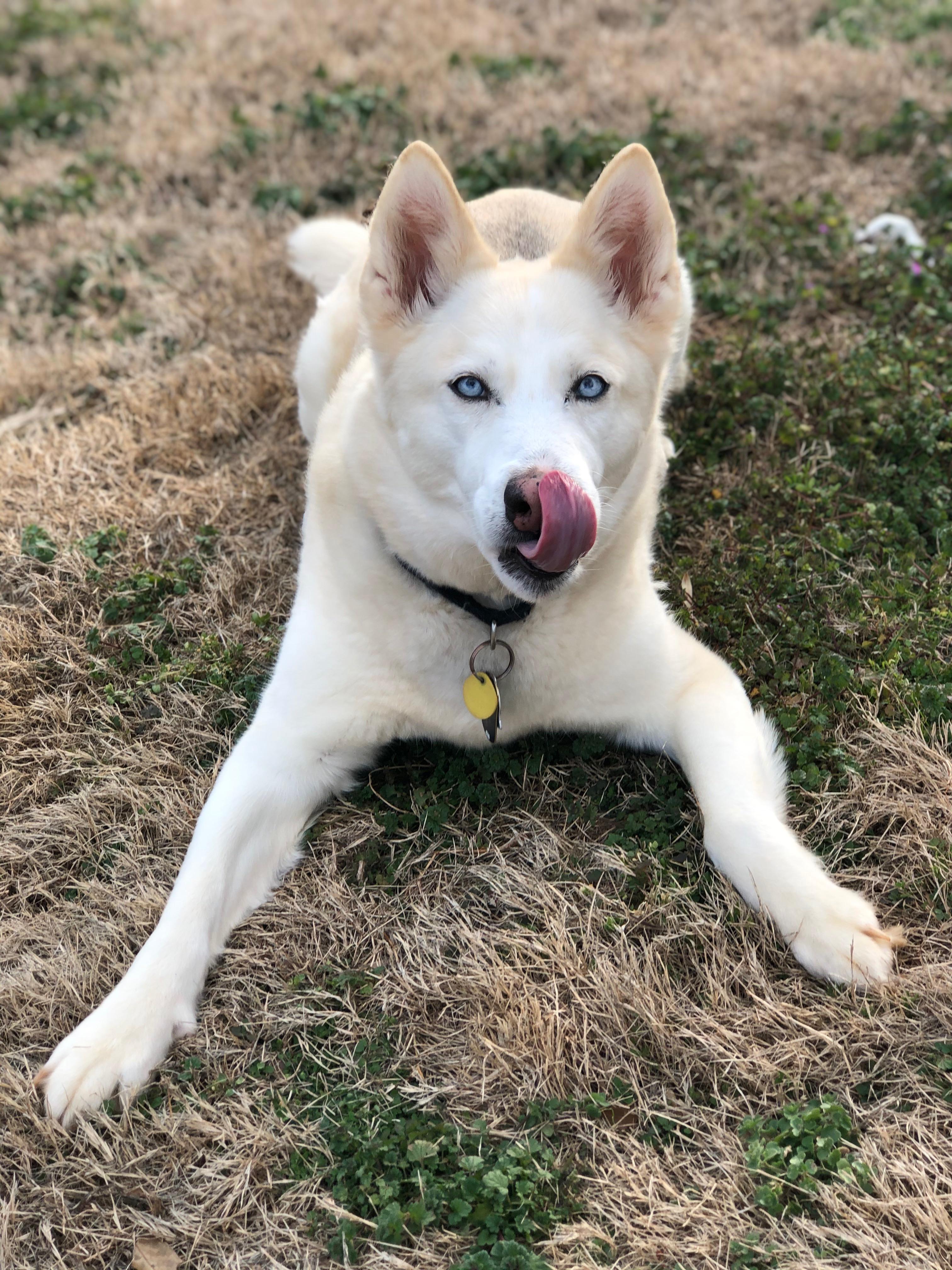 This is my husky Frostbite, he loves rawhides and ripping the squeakers