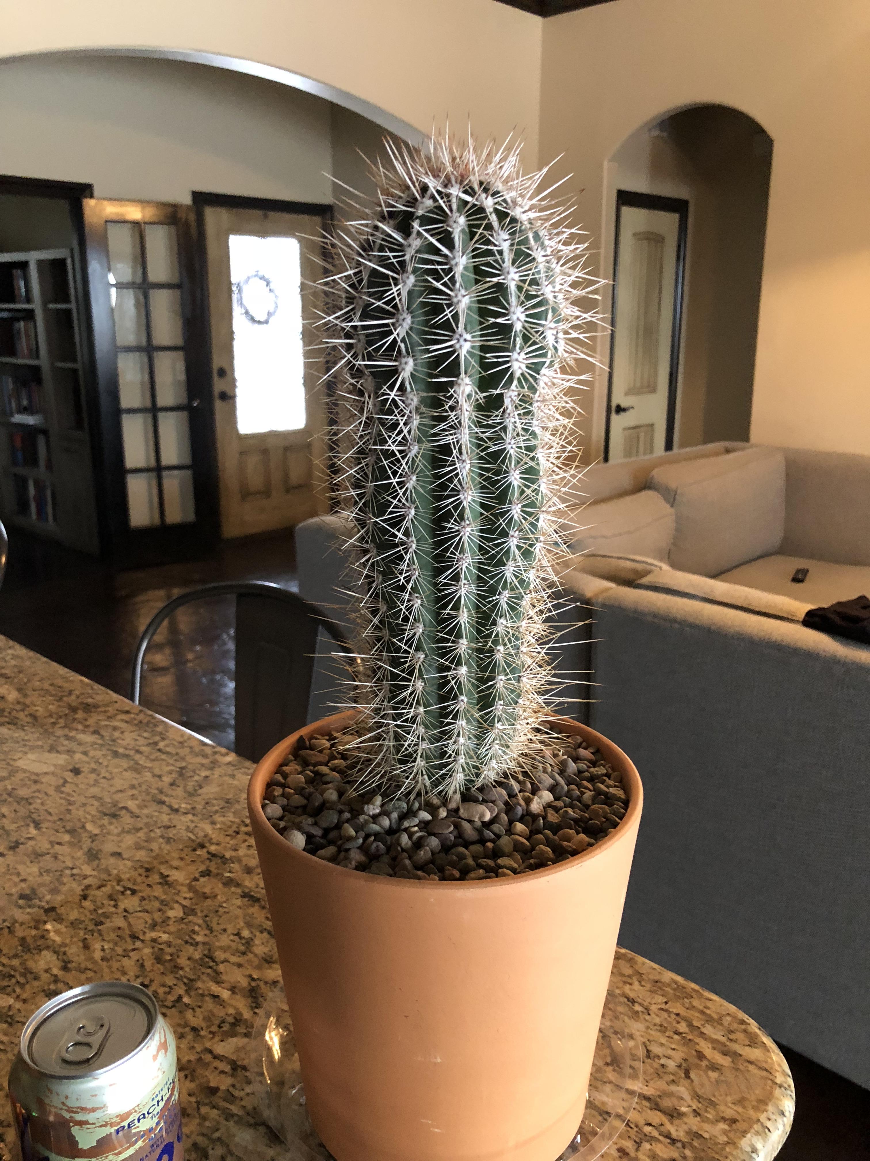 Found this guy at Home Depot...and with no fake flowers!! r/cactus