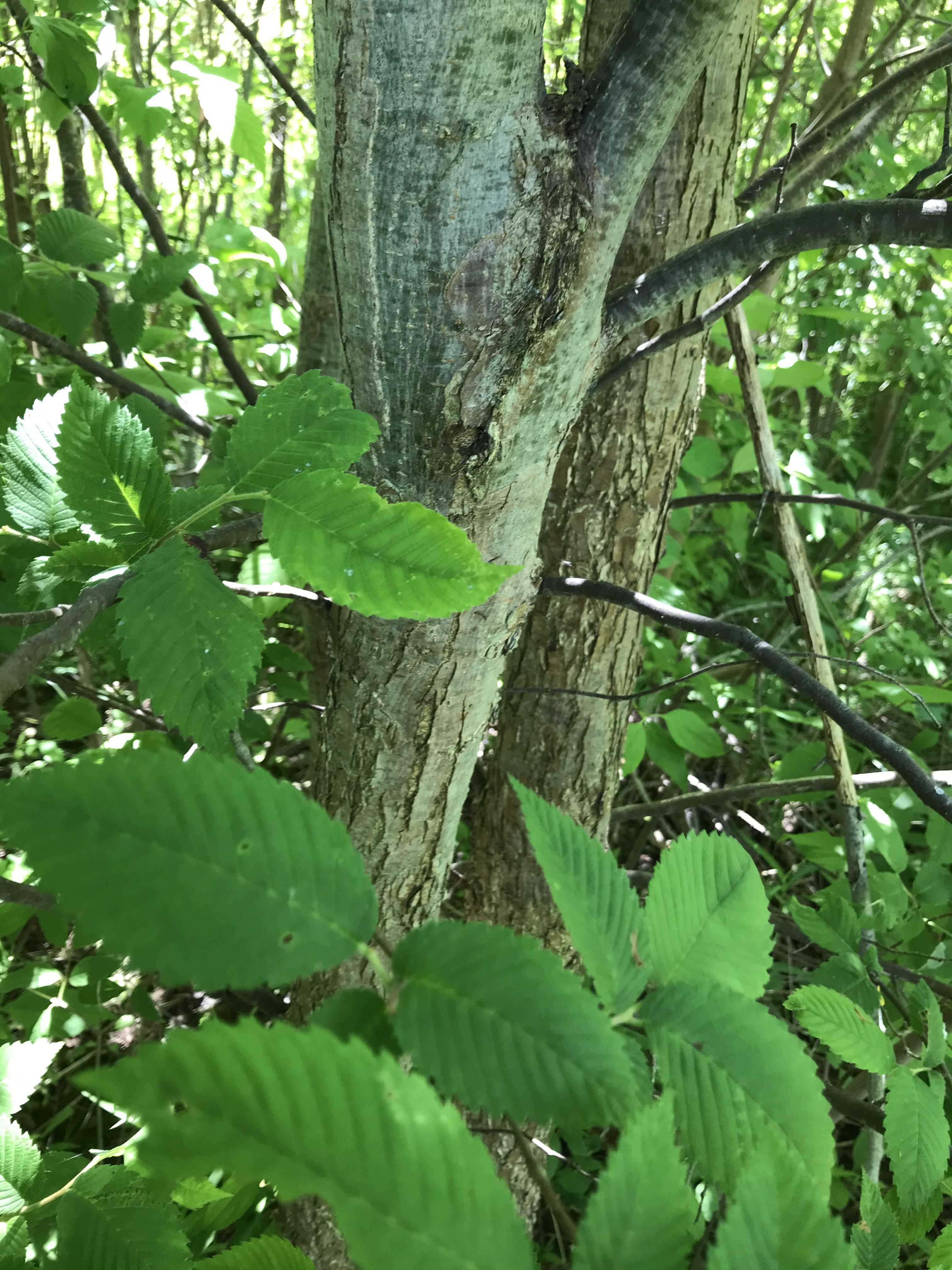 Southern Ontario tree Identification treeidentification