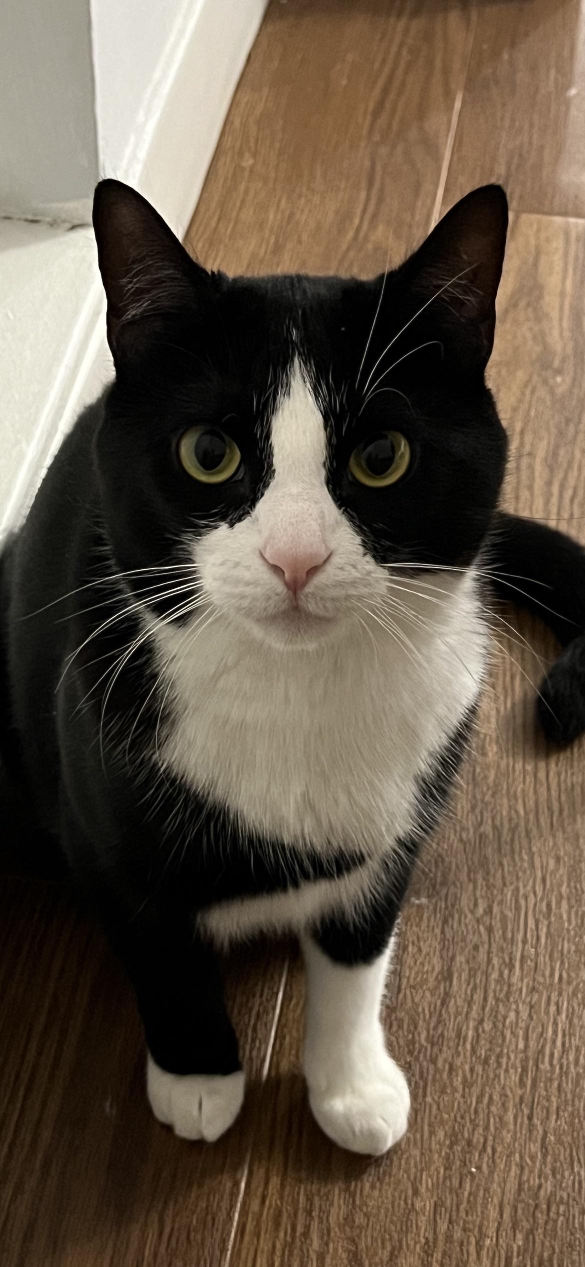 Does anyone know if it’s normal for cats to lose eyebrow whiskers on