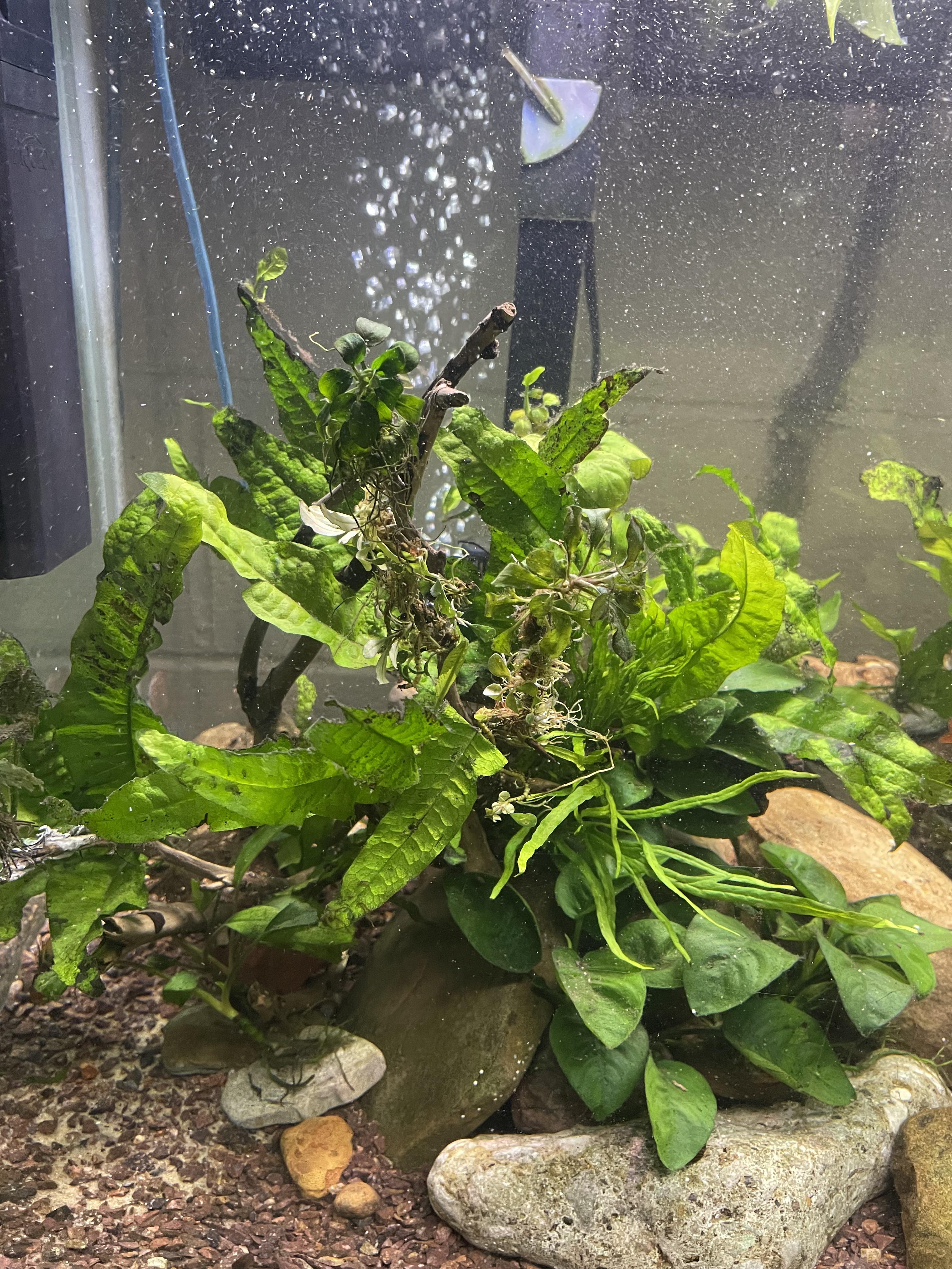 Rhizomes r/Aquariums