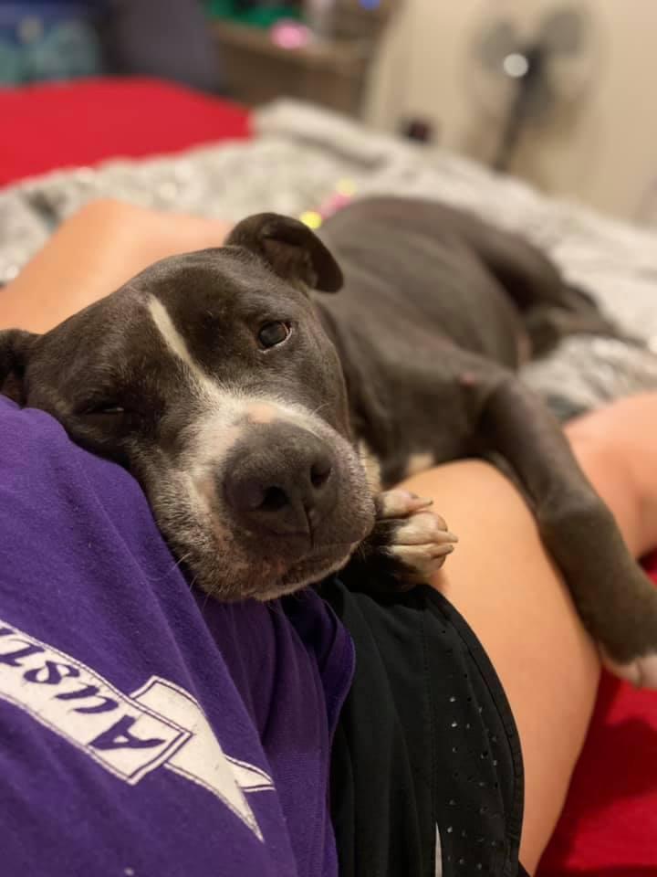 My baby using me as a pillow. Do your animals do the same? 🥺 r/aww