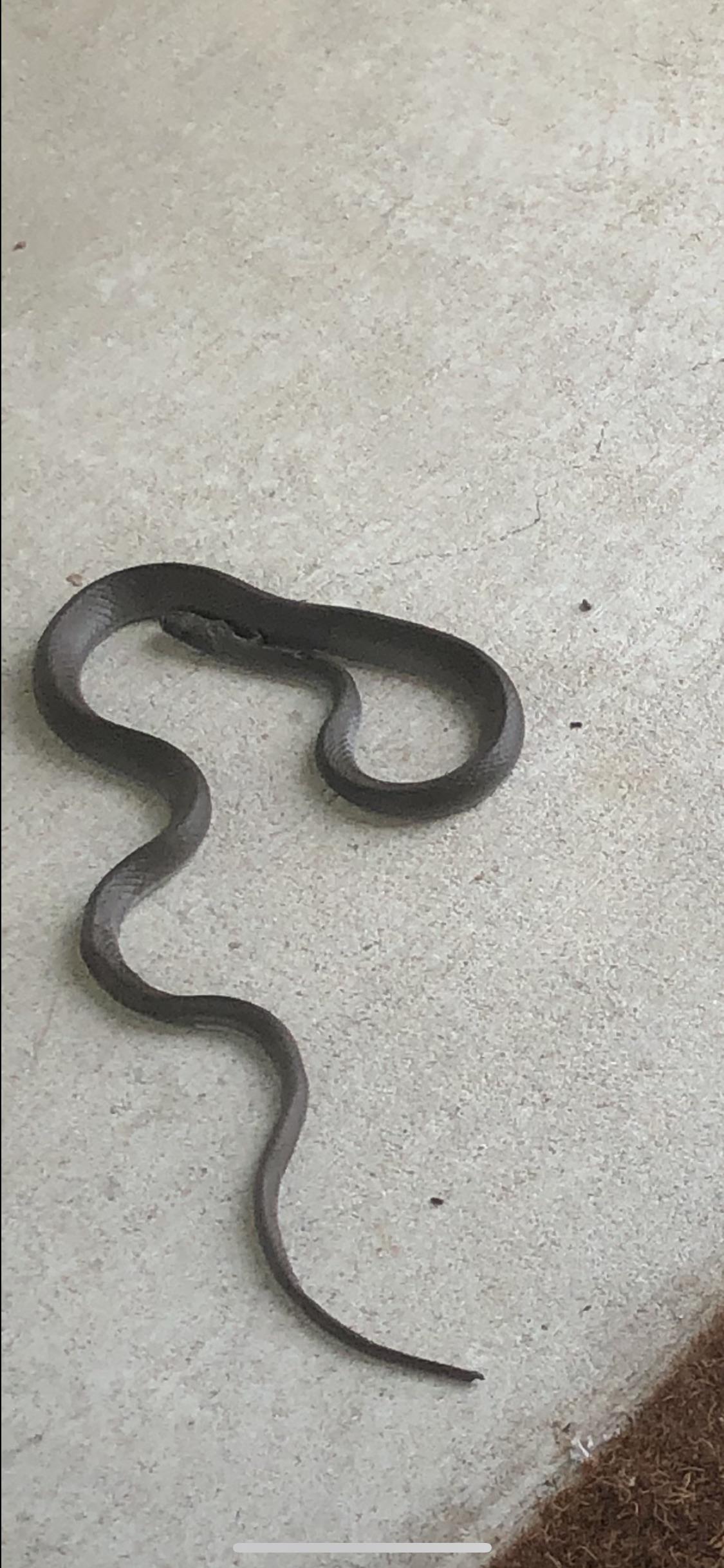 Snake ID guarding my porch r/snakes