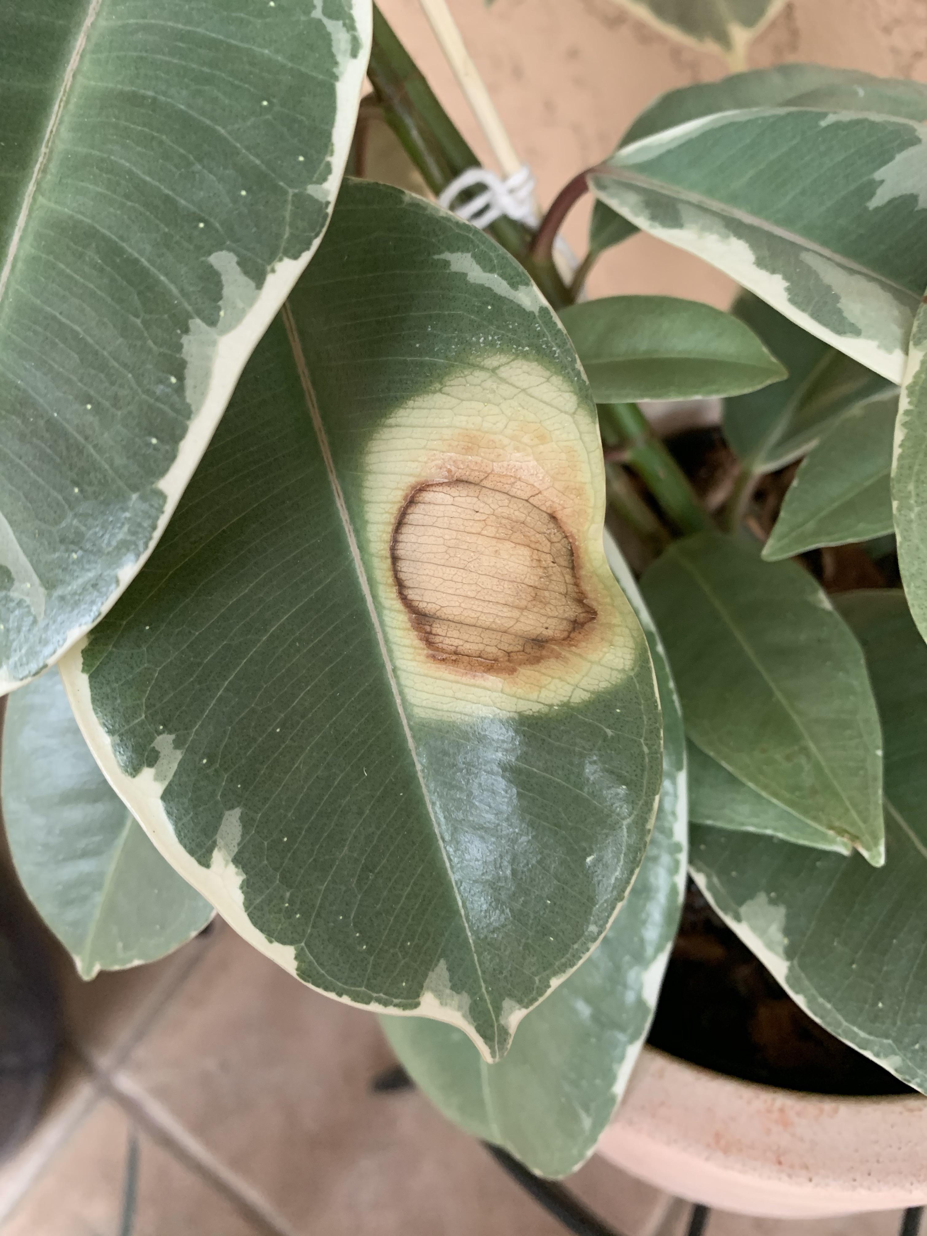 Weird spot on my variegated rubber tree plant. Burn mark? Pests