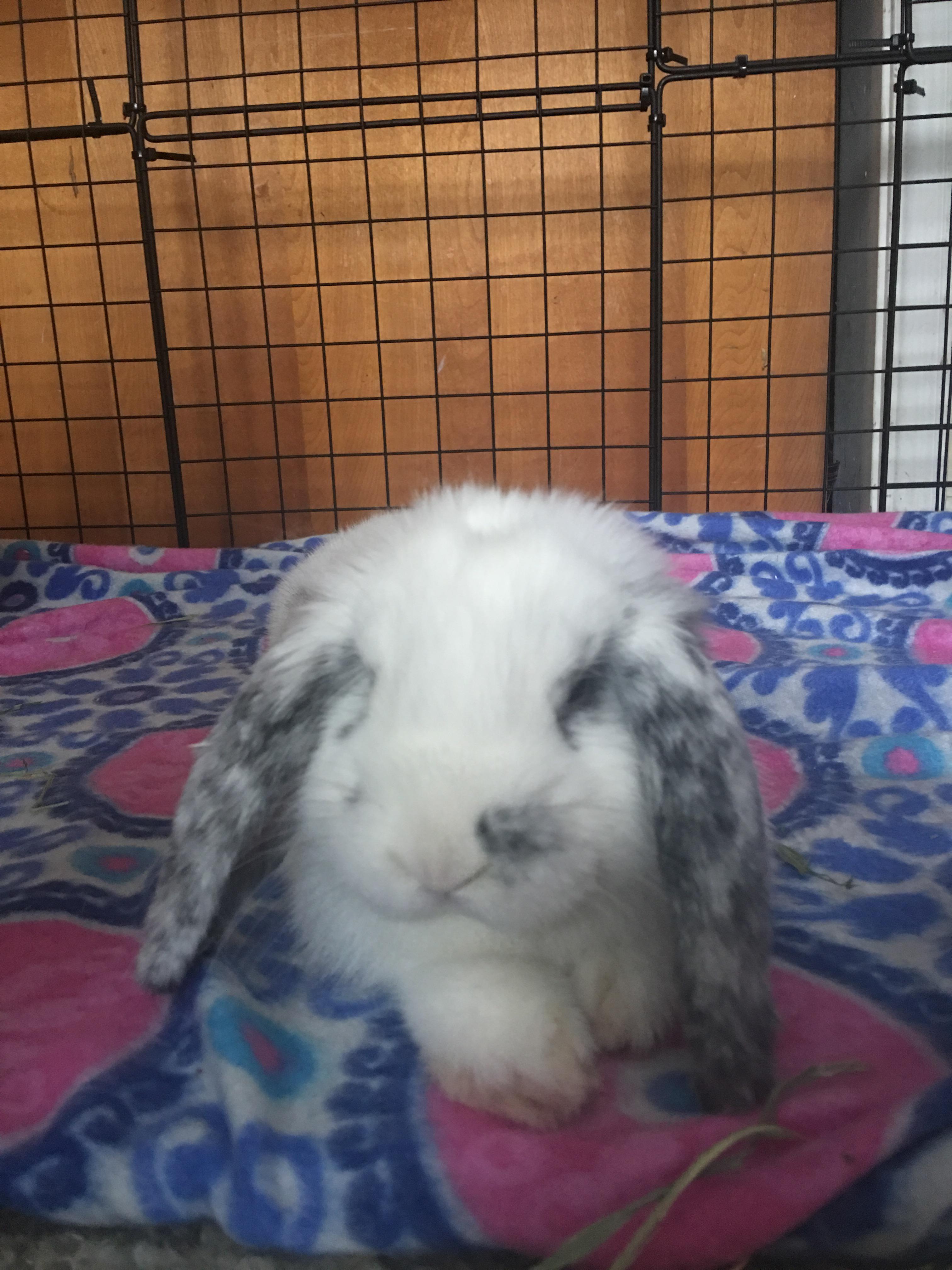 We lost our mini lop to bloat yesterday afternoon and she was only 5