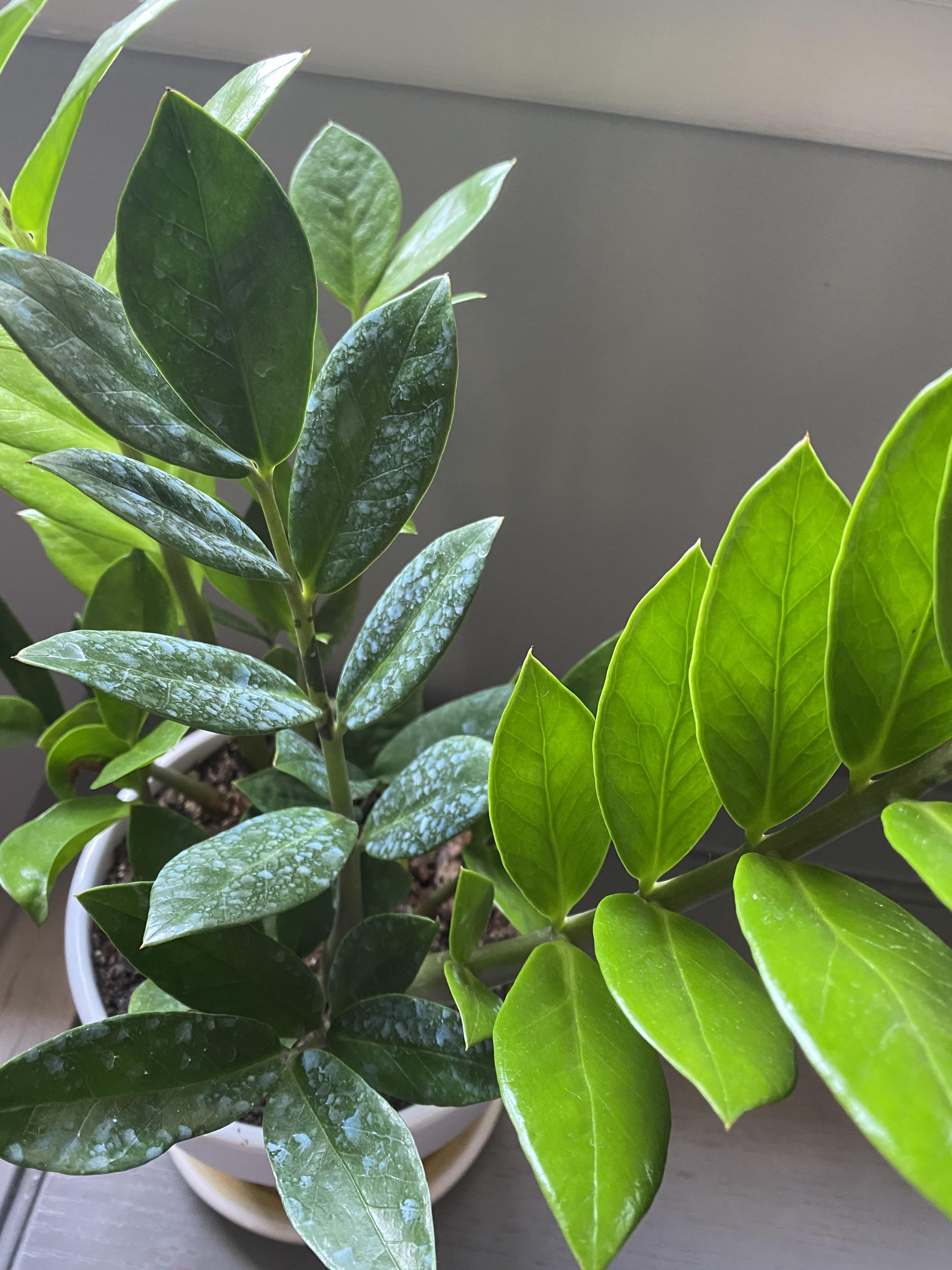 My snake plant has some leaves with these white milky spots. Other on