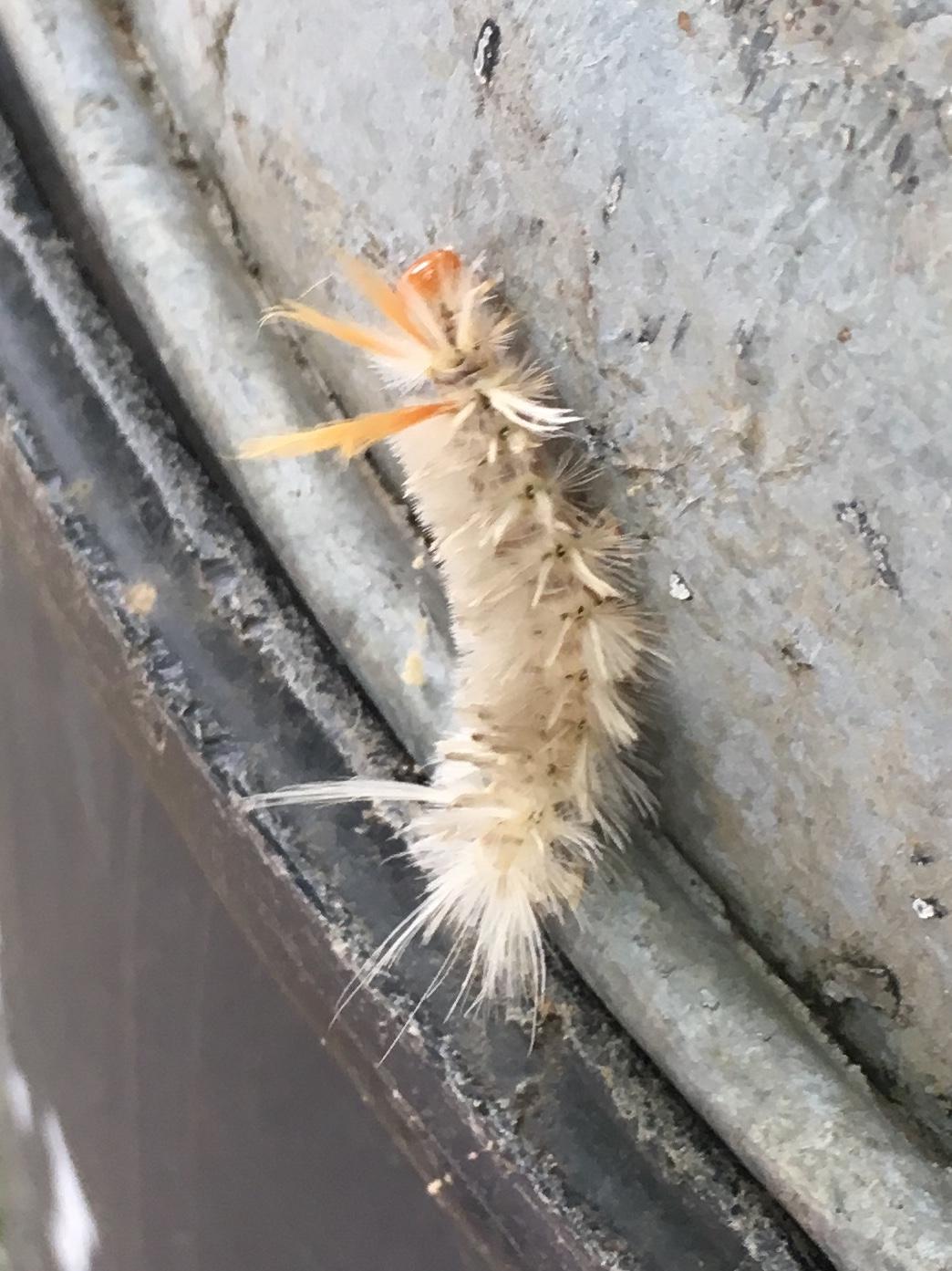 Riverside Park in Northern Virginia Caterpillar r/whatsthisbug