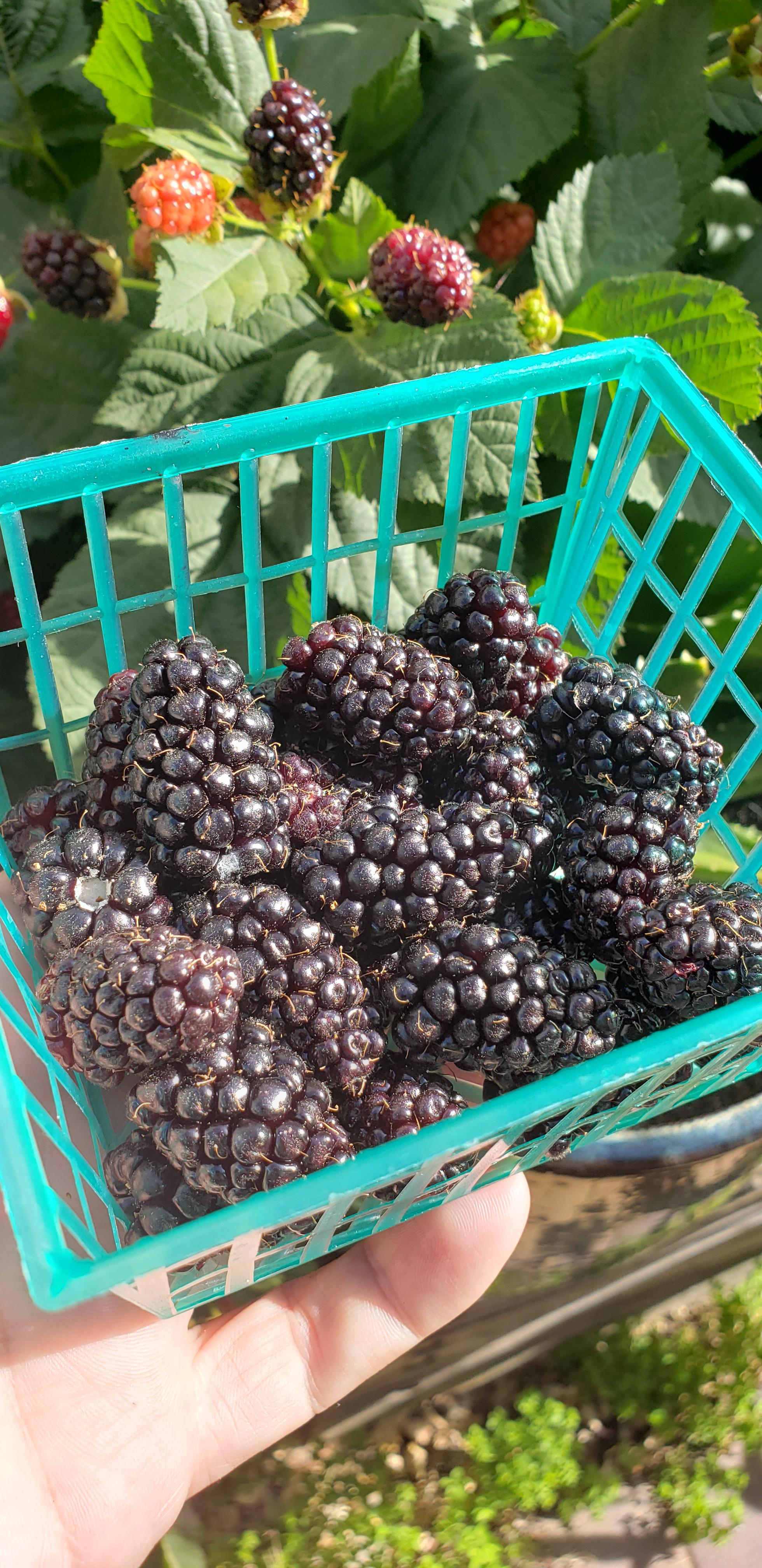 Daily blackberries harvest. First year growing and I could get use to