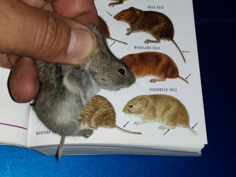 Vole looking at himself in a textbook r/voles