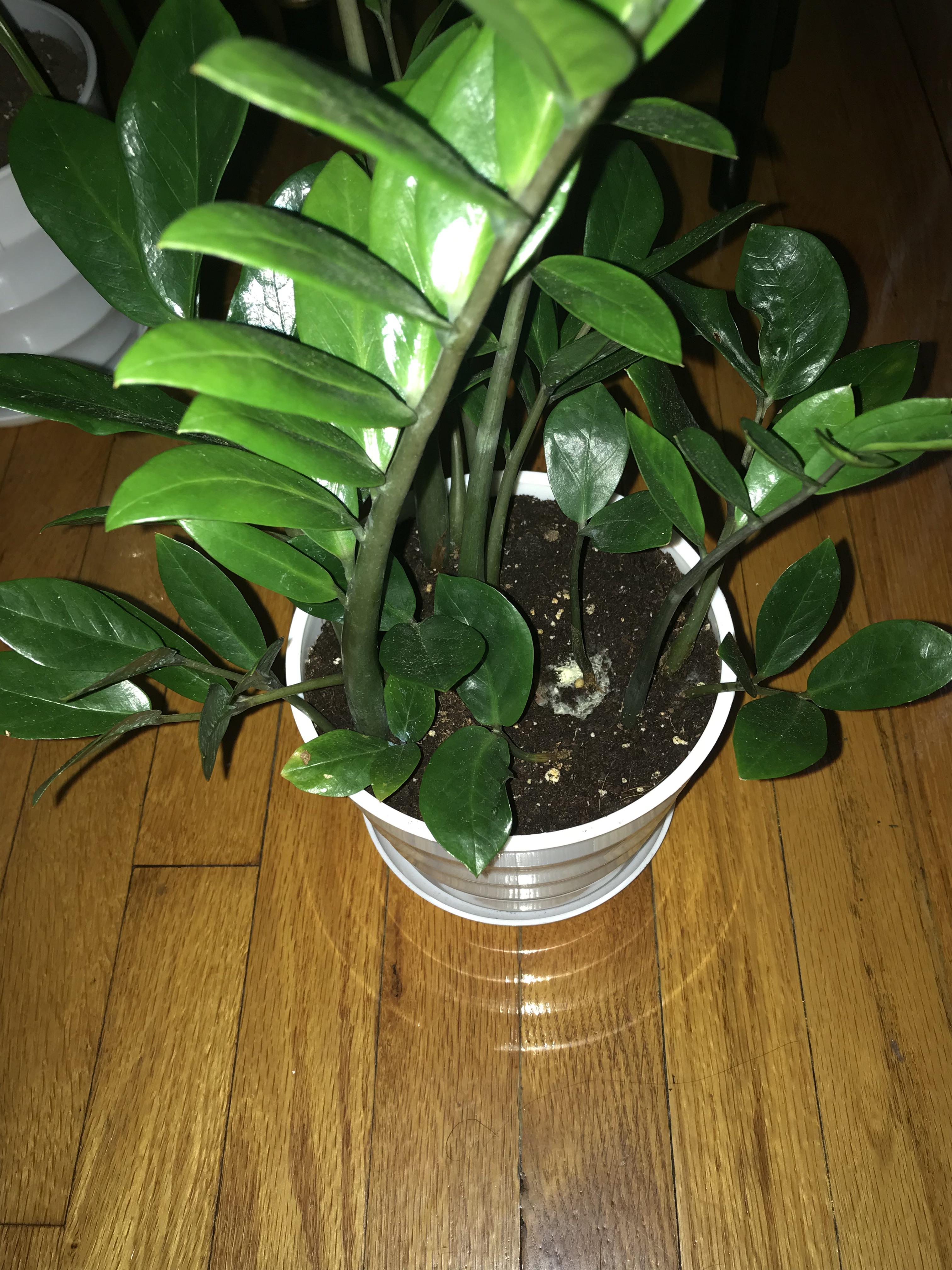 Why my zz plant has molds? r/plantclinic