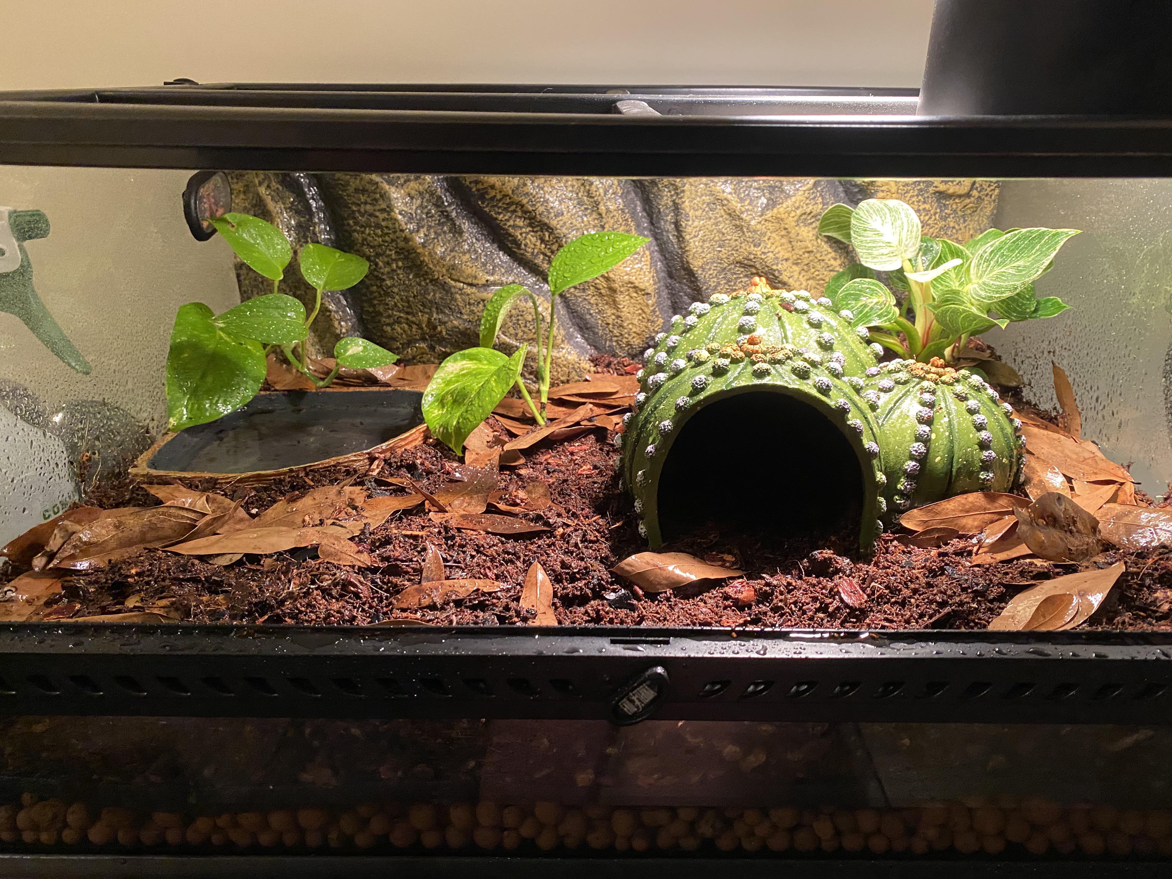 first ever bioactive setup for my pacman frog! any suggestions? (clean