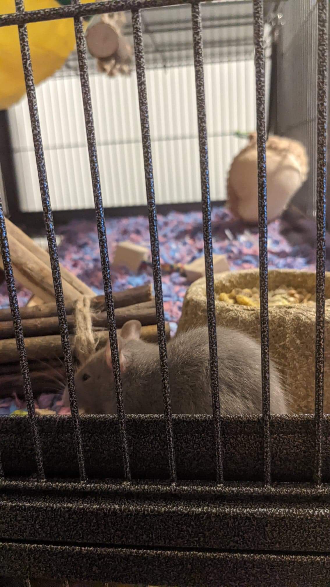 Got some new baby male rats and a new cage. Bars are exactly half an