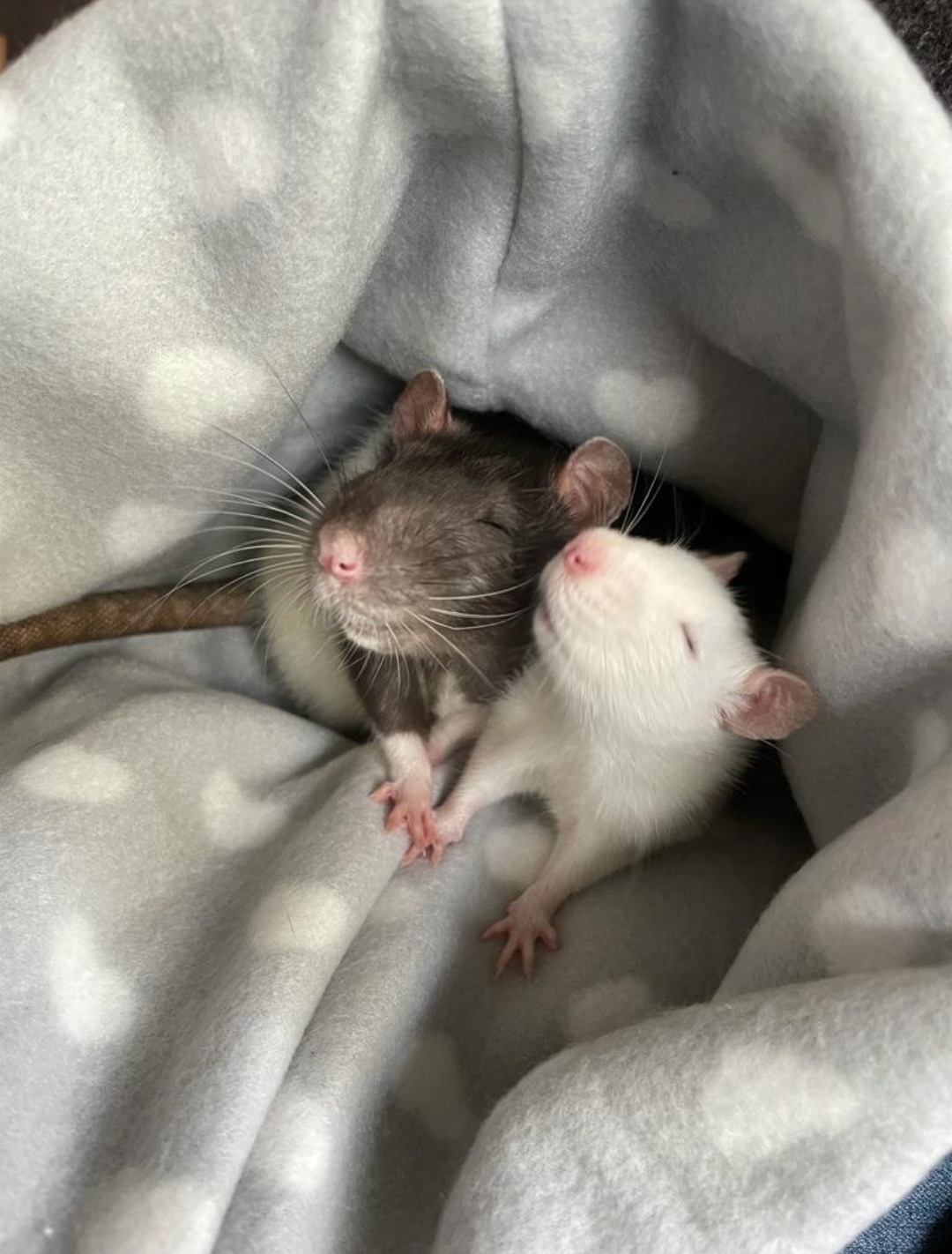 My rats when they smell freshly cooked egg r/RATS