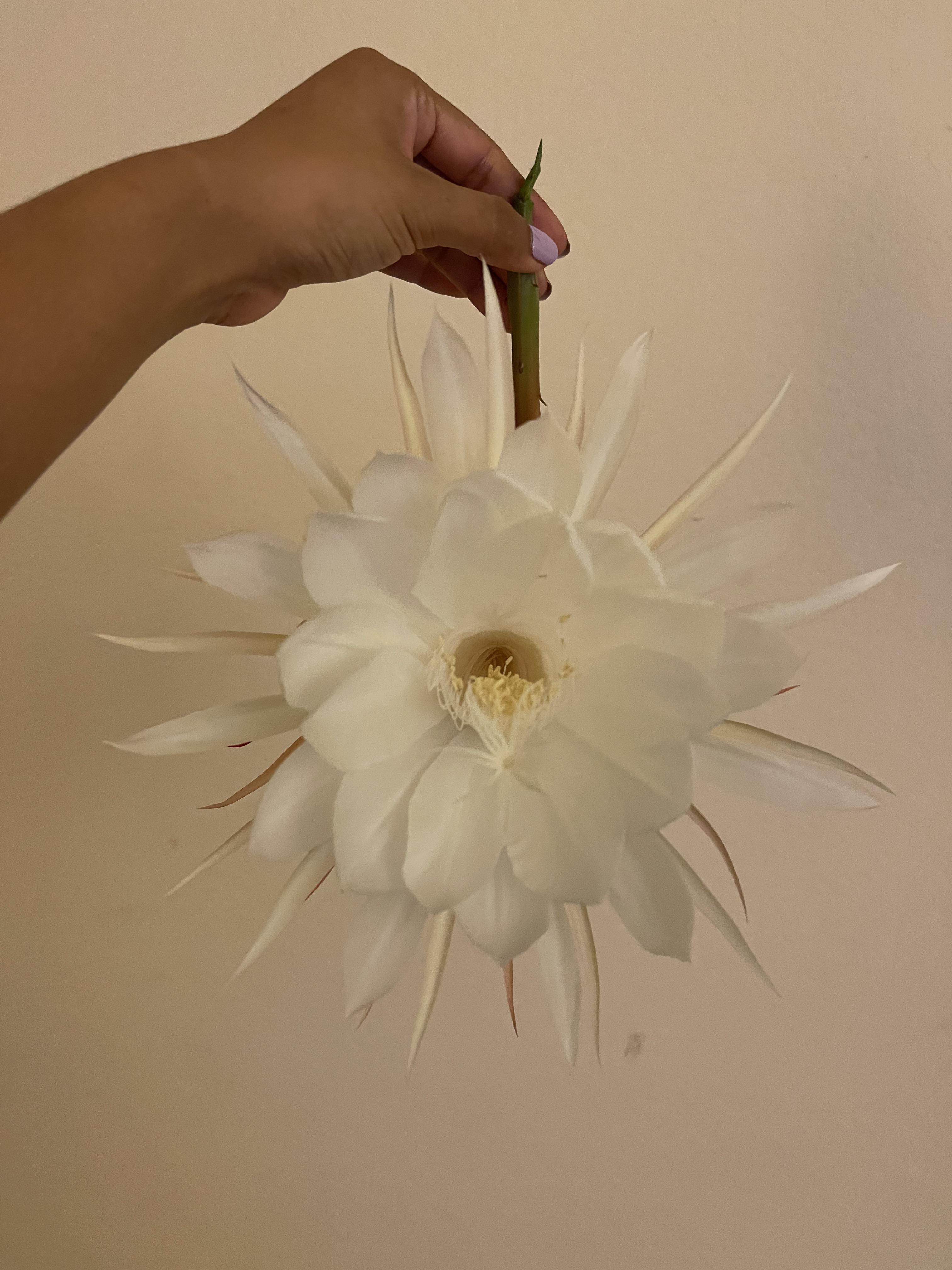 This Chinese flower that blooms once a year for only one night