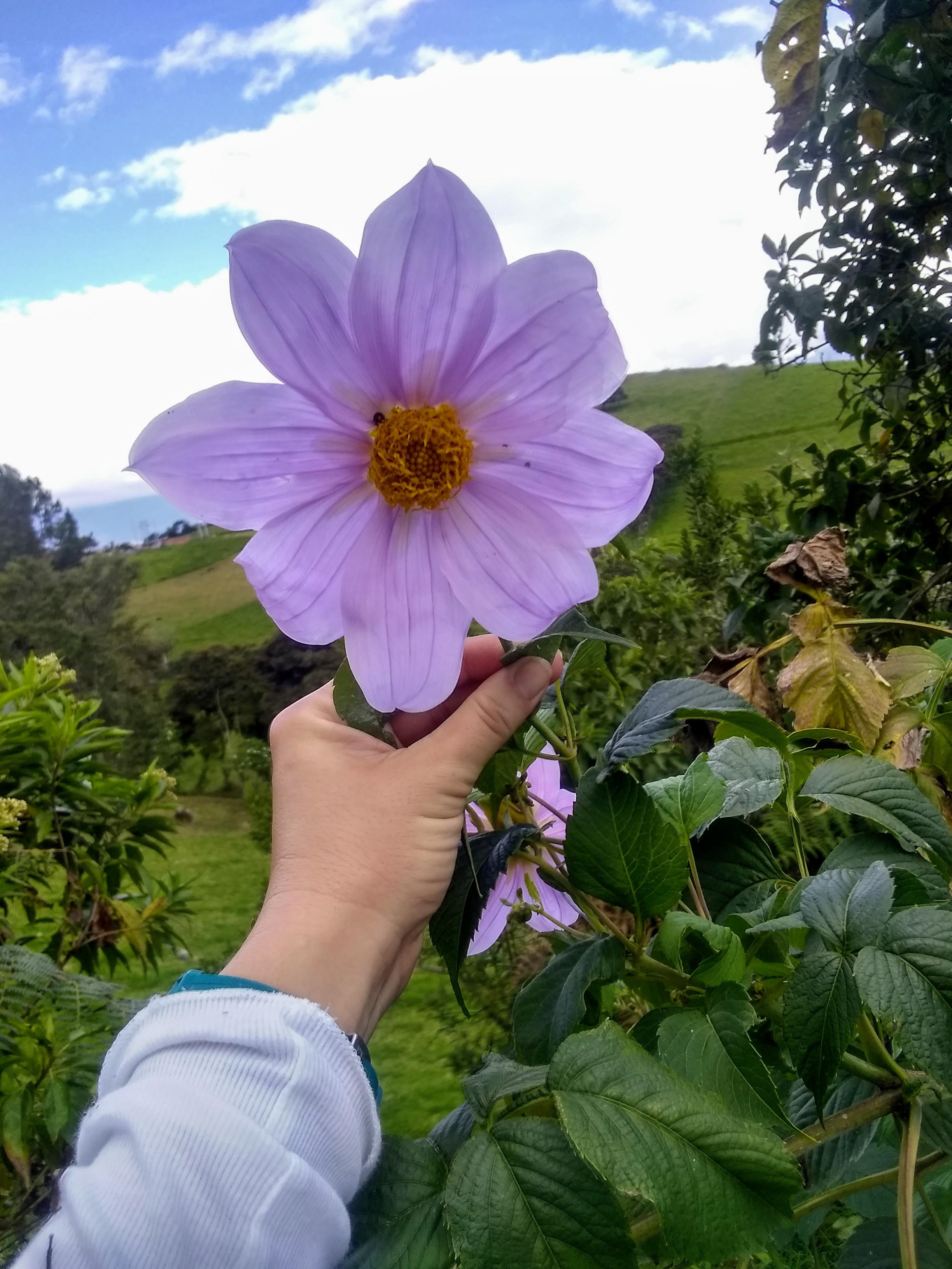 Found this one in Bogotá, Colombia. r/flowers