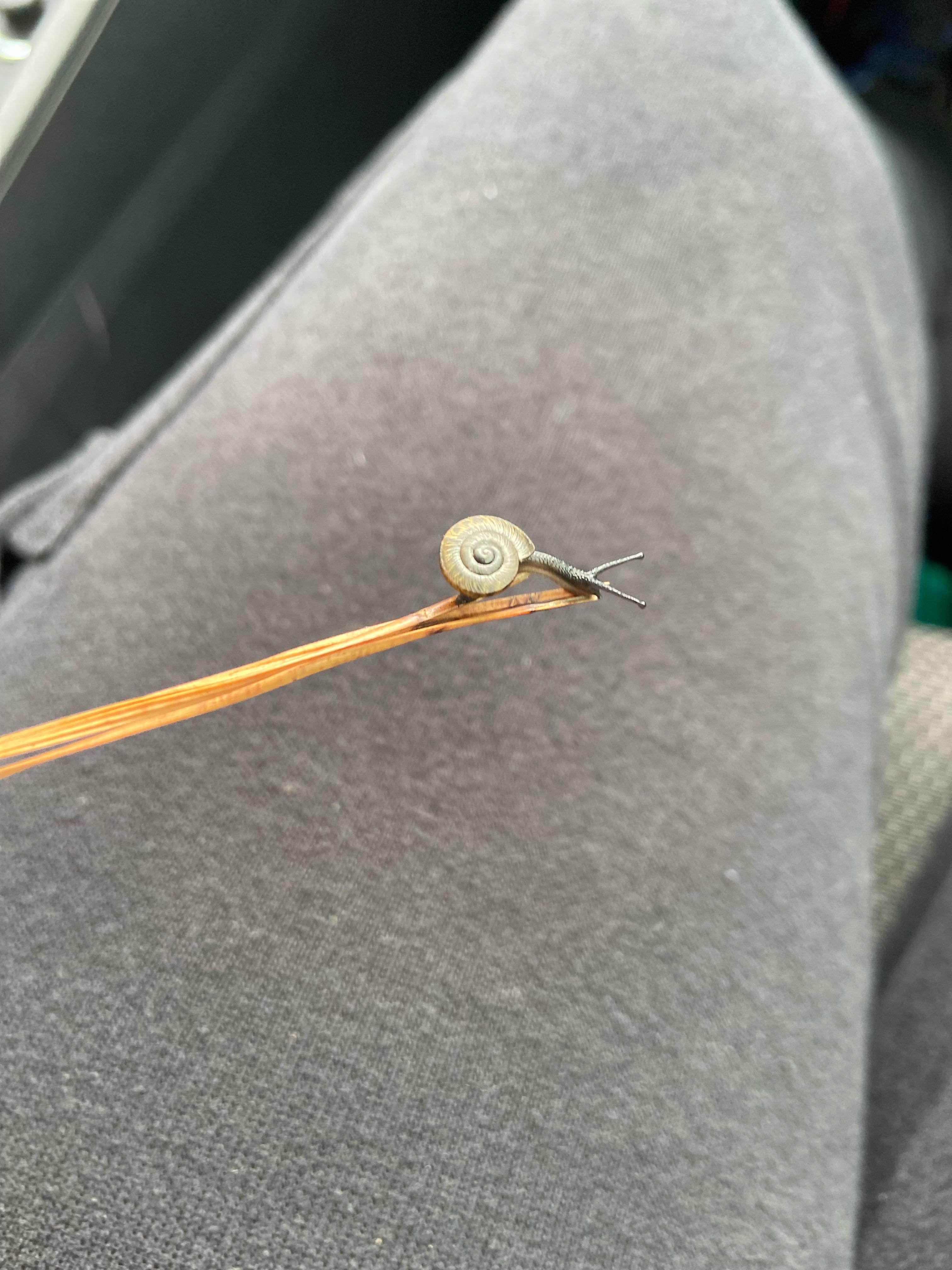snail id please. found in atlanta r/snails