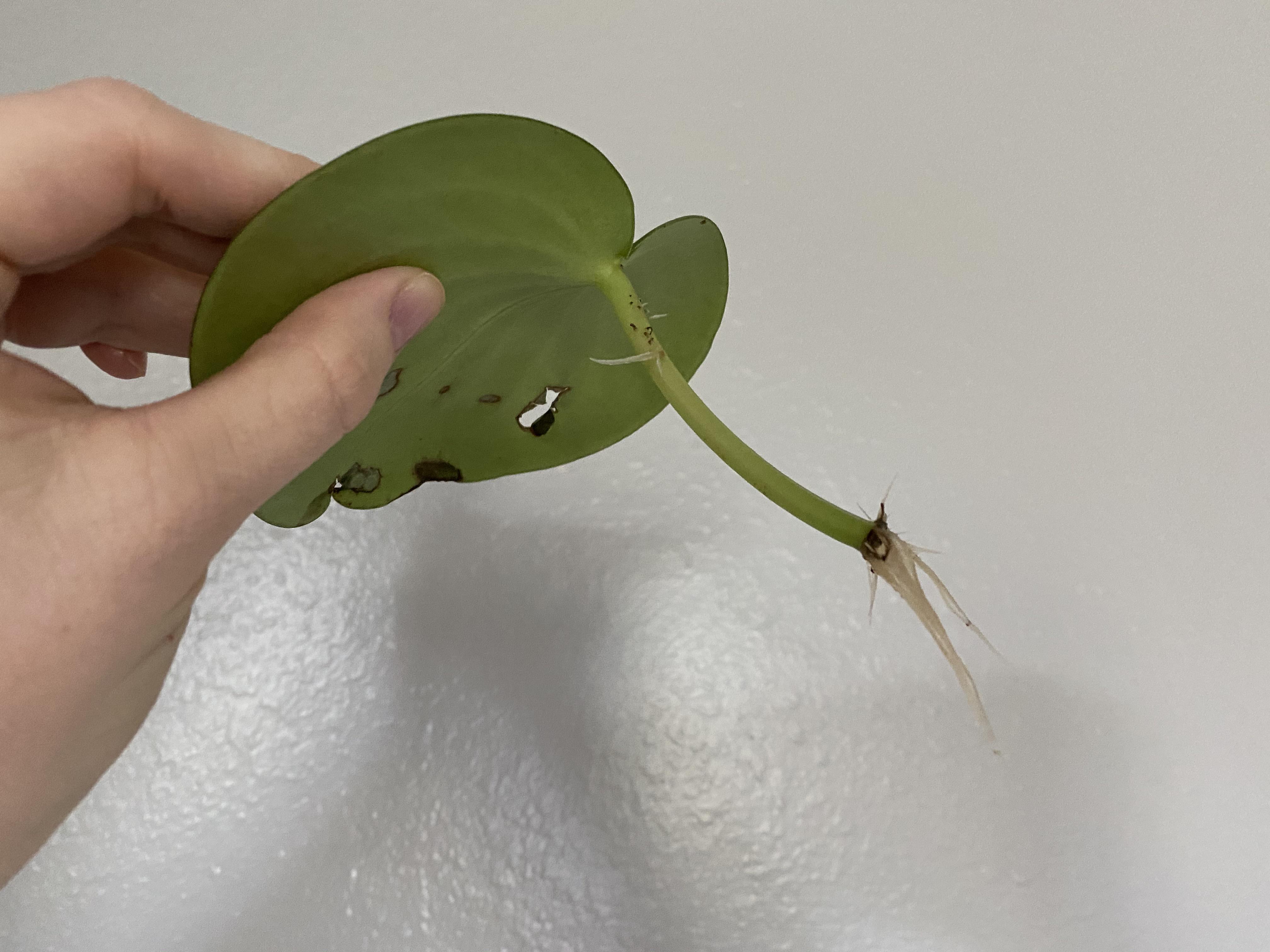 First time water propagating a peperomia (polyboytra). Making the most