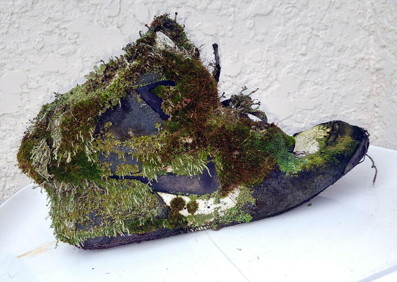This Nike shoe with Moss growing on it r/reclaimedbynature
