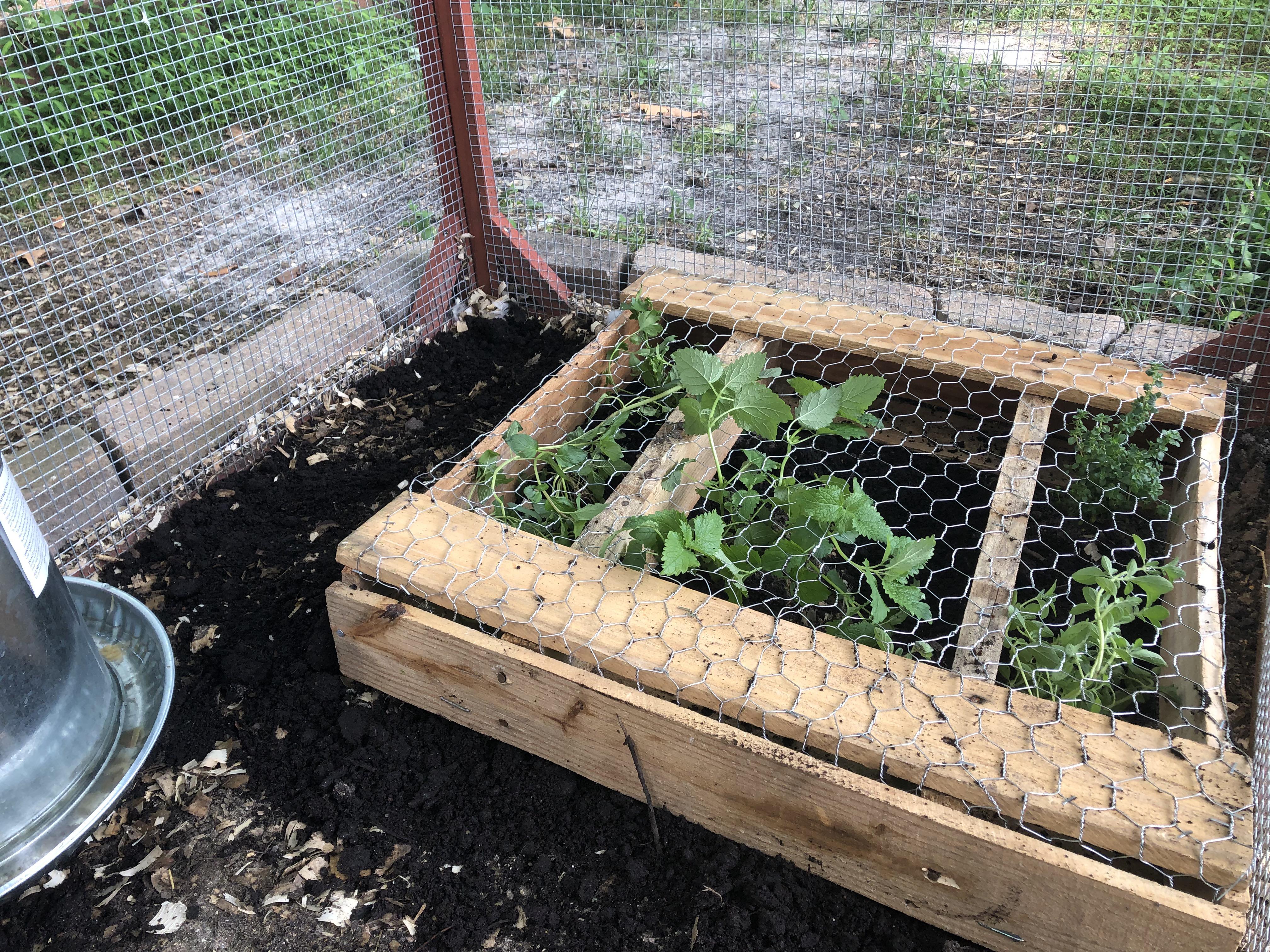 Chicken herb garden w/upcycled pallet r/chickens