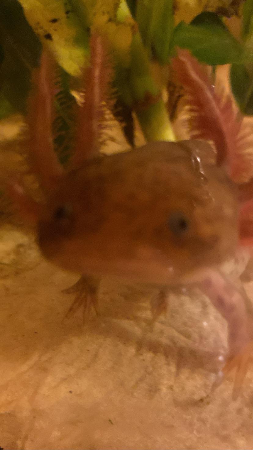 Ugly fish thing r/axolotls