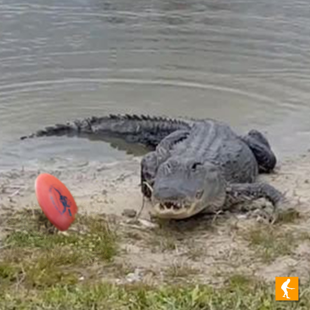 SCENARIO You've made 5 aces with this disc. What do you do? r/discgolf