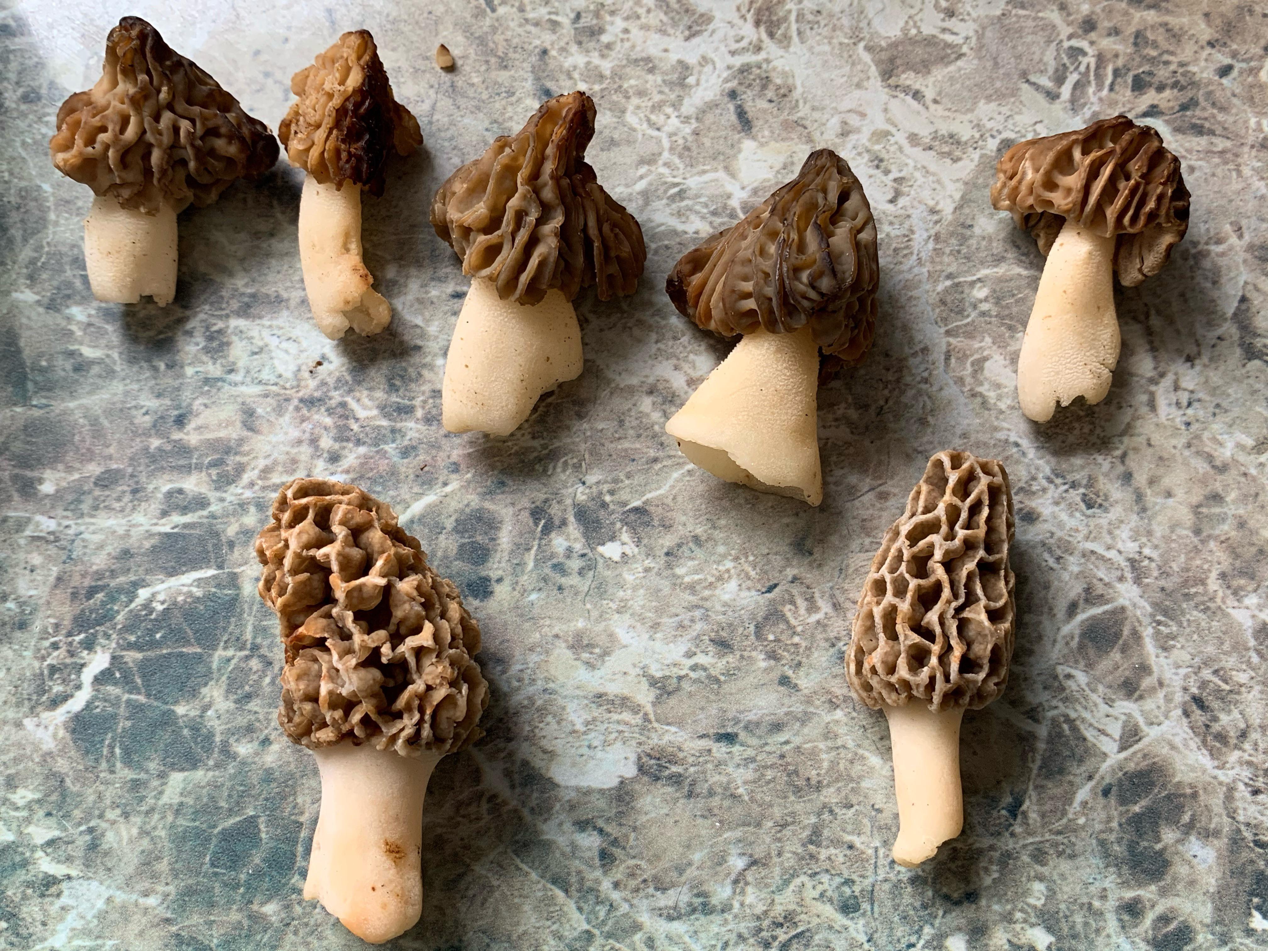 Decent day in Midwest Ohio r/Morel_Hunting