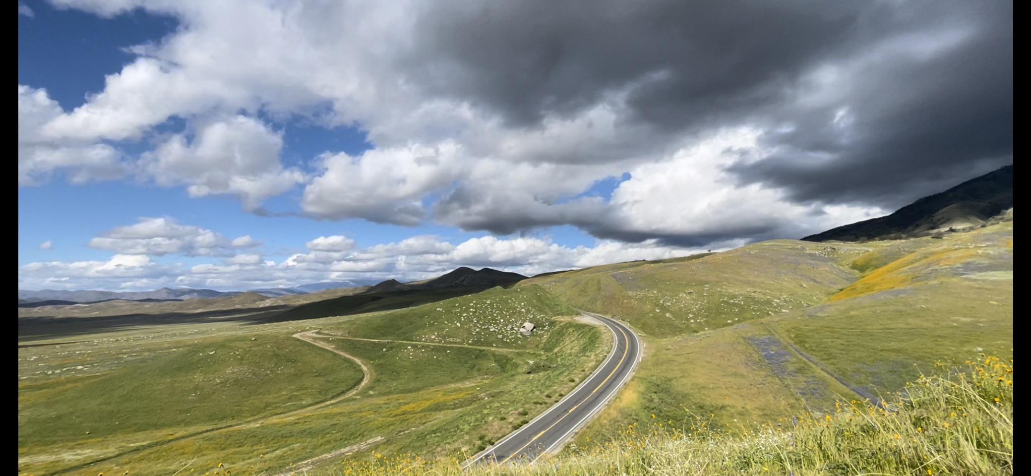 Wild flowers in Arvin Ca r/mountains
