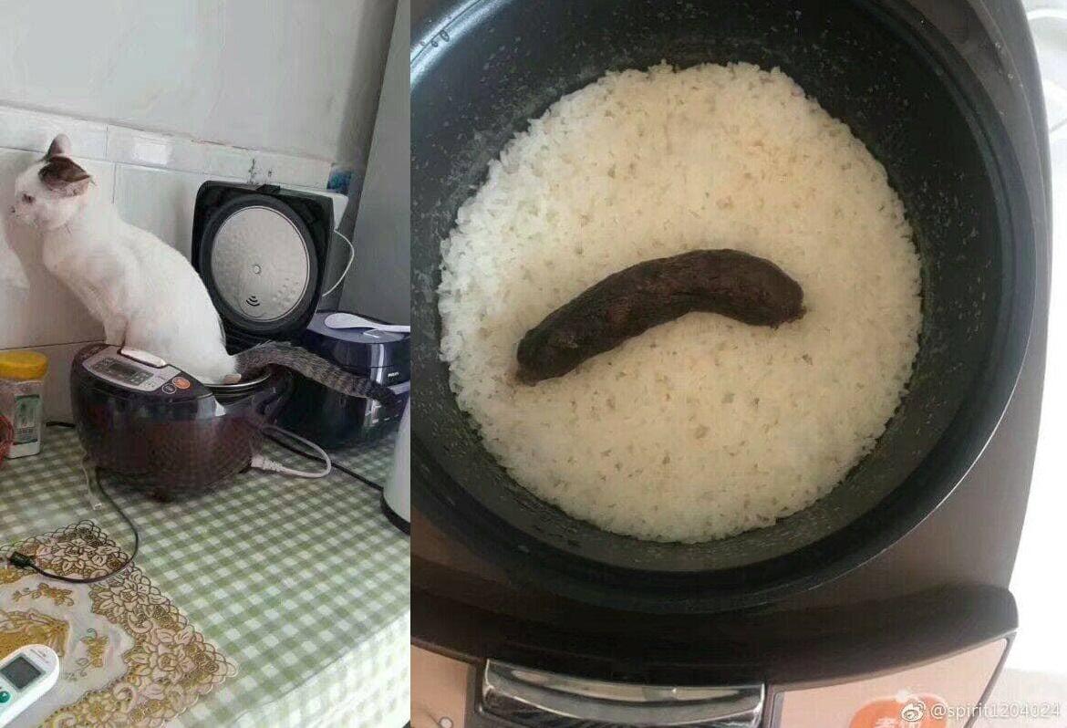 0/10 with rice r/funny