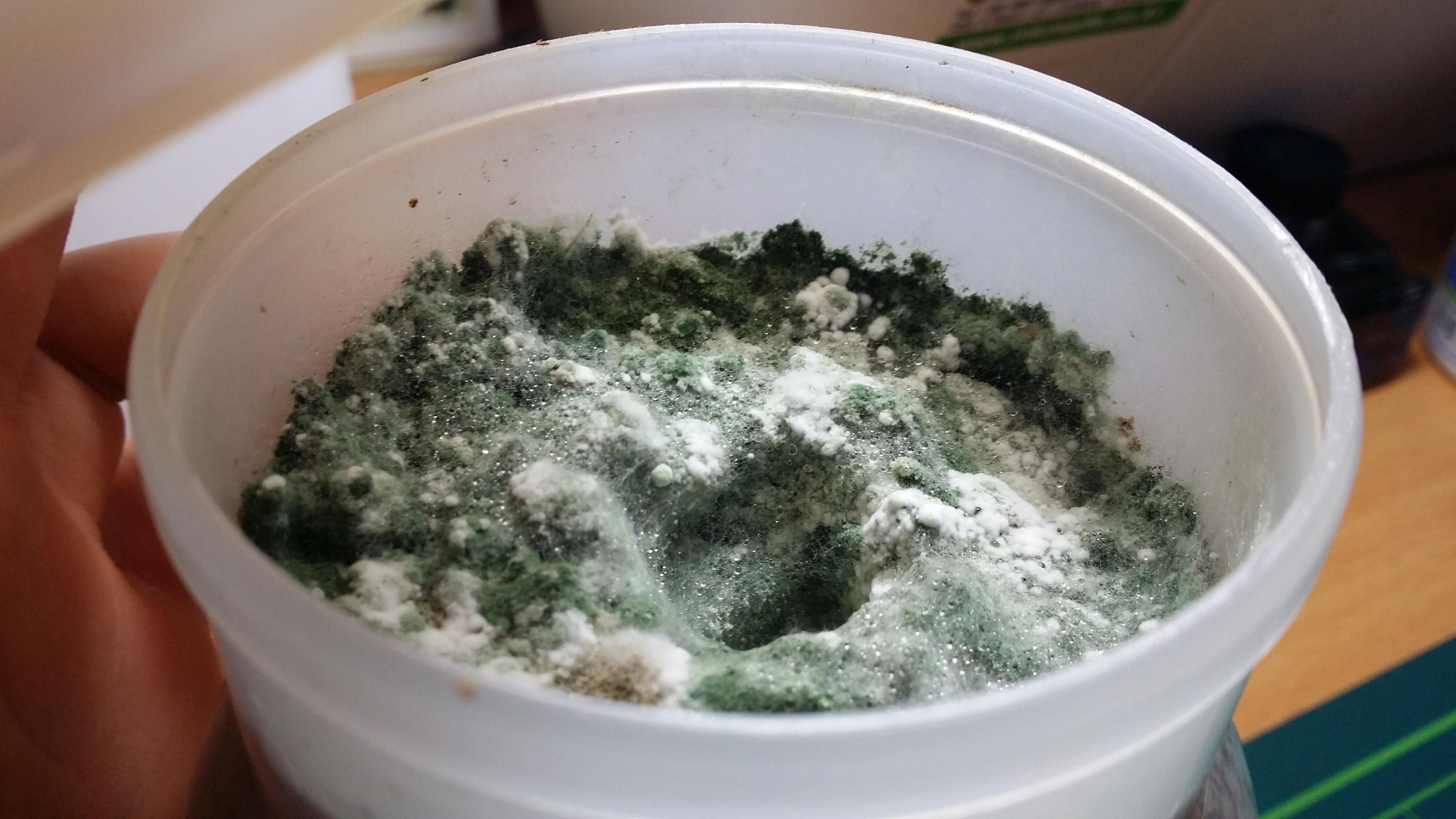 [General] Invincible green mold? r/MushroomGrowers