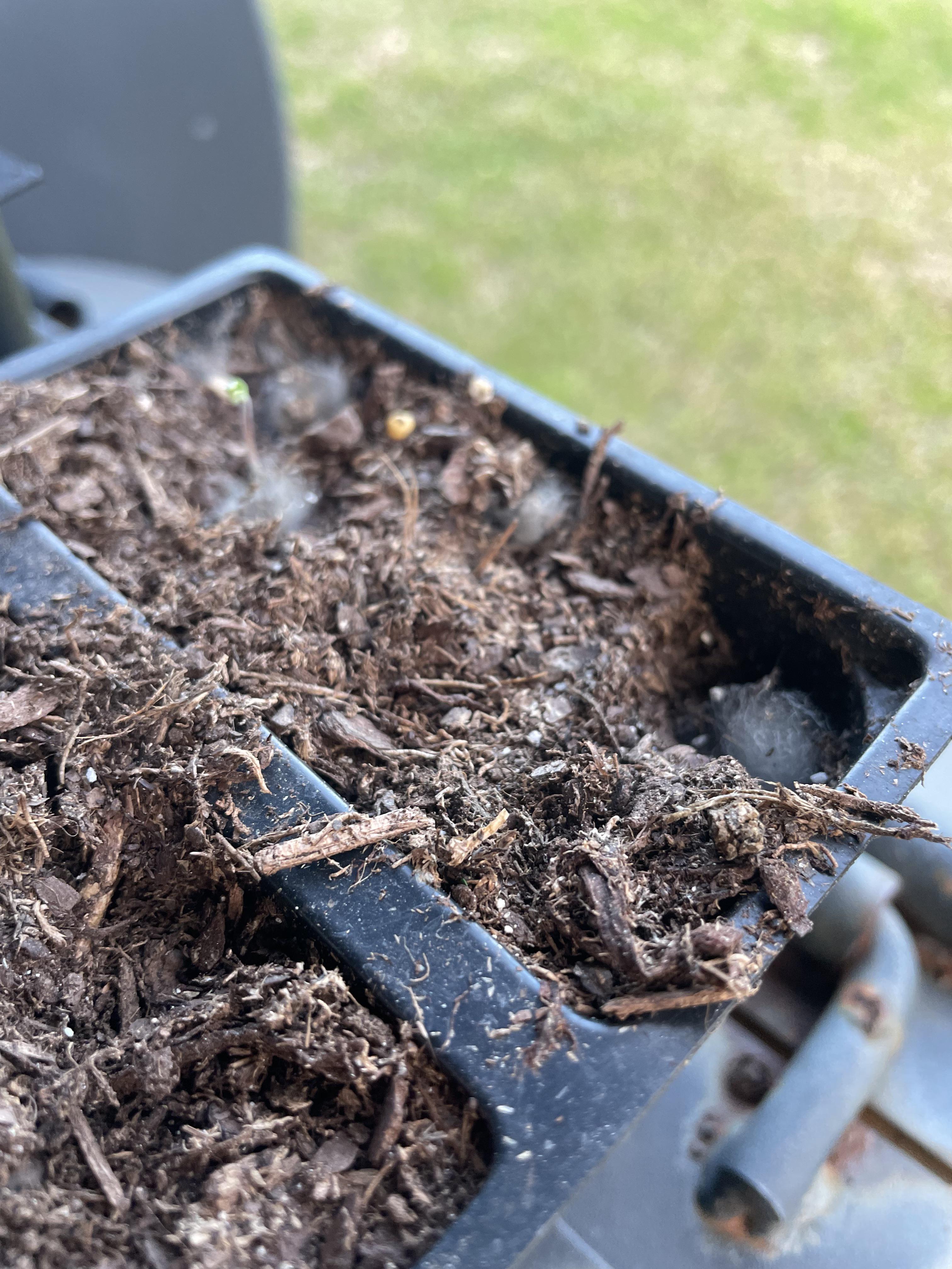 So tell me how bad it is that I have this mold growing with my