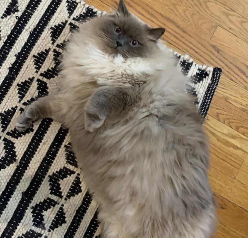 Trail mix? U mean m&ms with obstacles? r/Chonkers