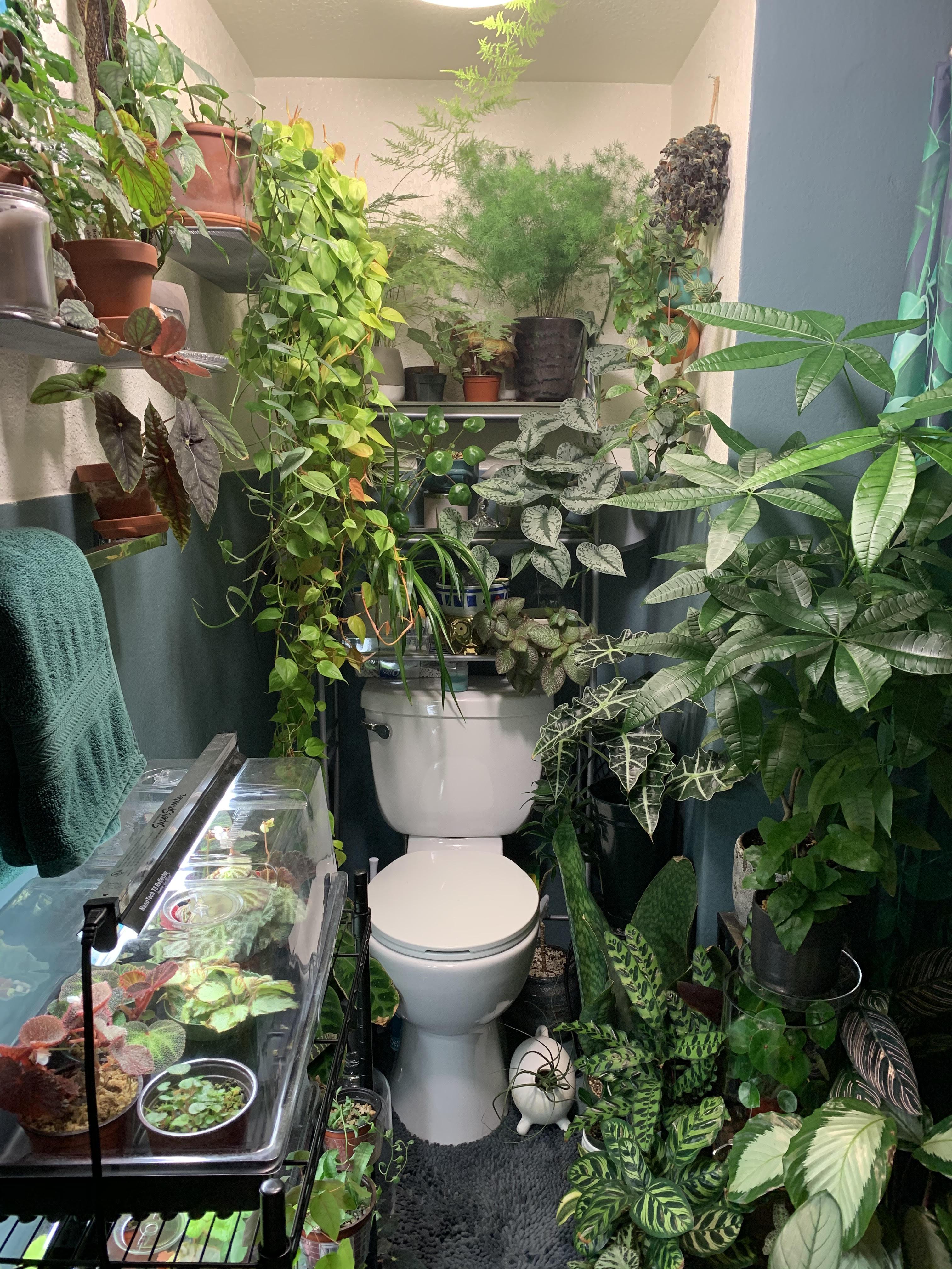 My tiny bathroom jungle r/houseplants