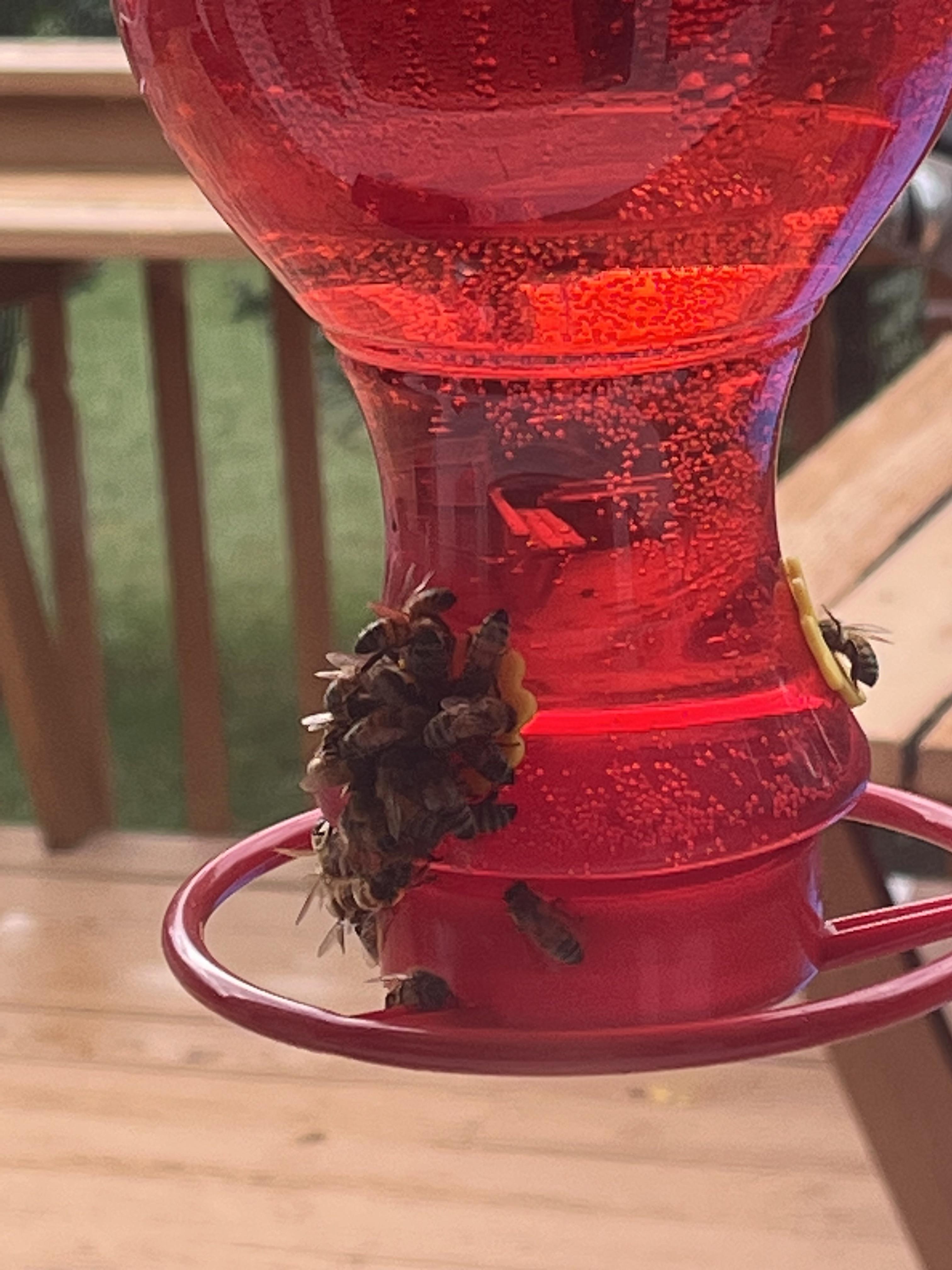 My Iguana escaped and this is where I found him (Did maintenance the