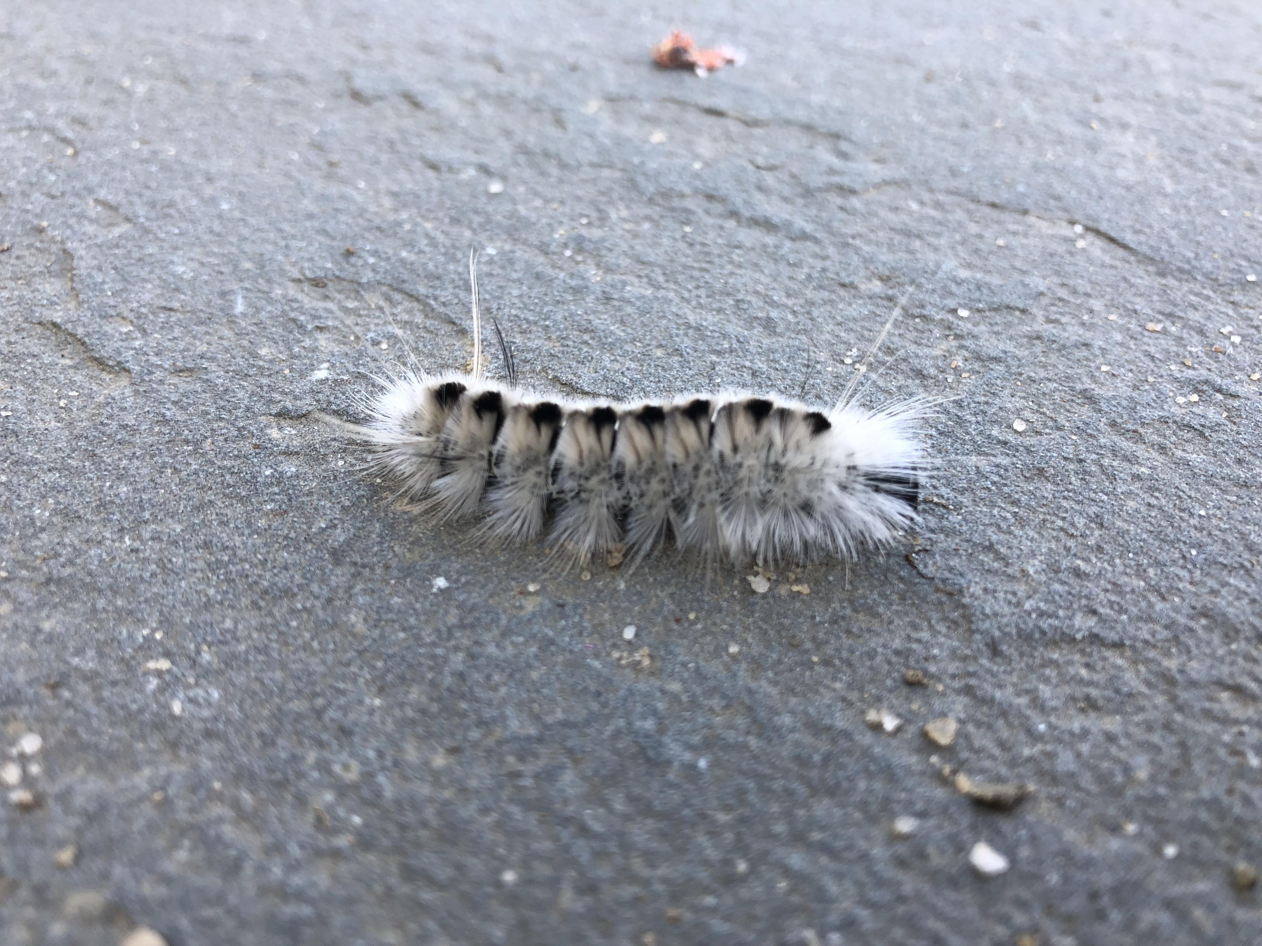 Found caterpillar eastern long island r/whatsthisbug