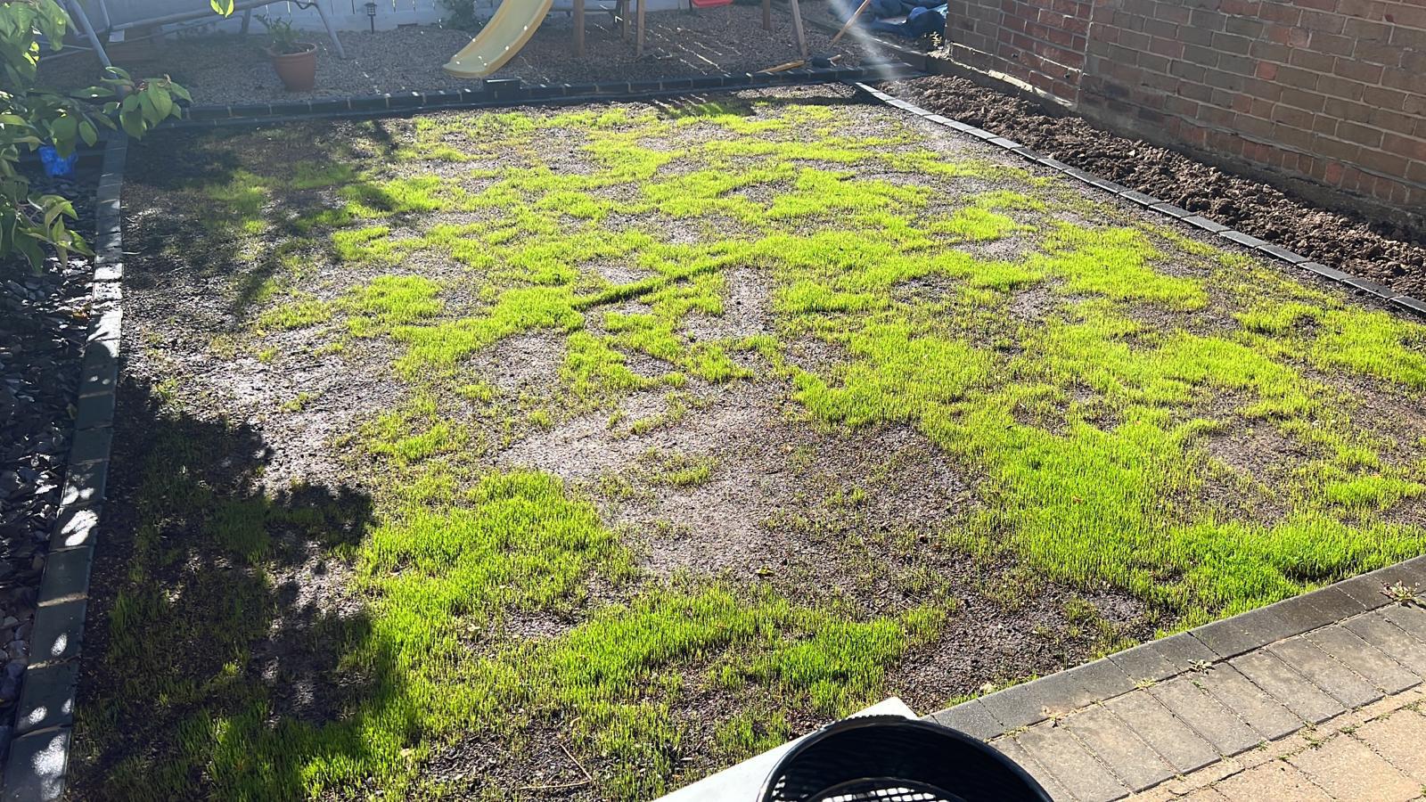 Just a few days in from first sightings of grass. Seeded a new lawn