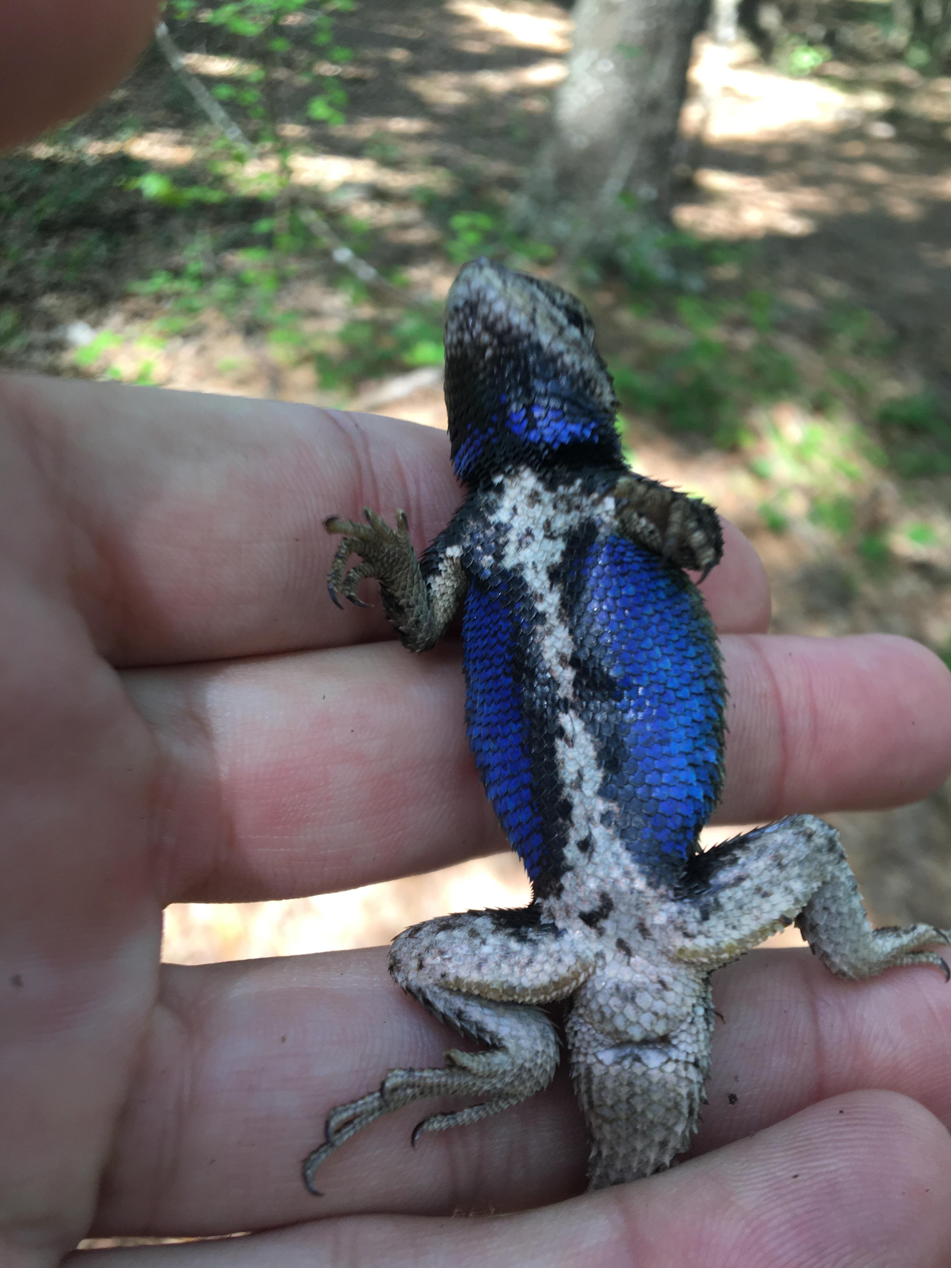 Fence lizard found in Florida r/herpetology