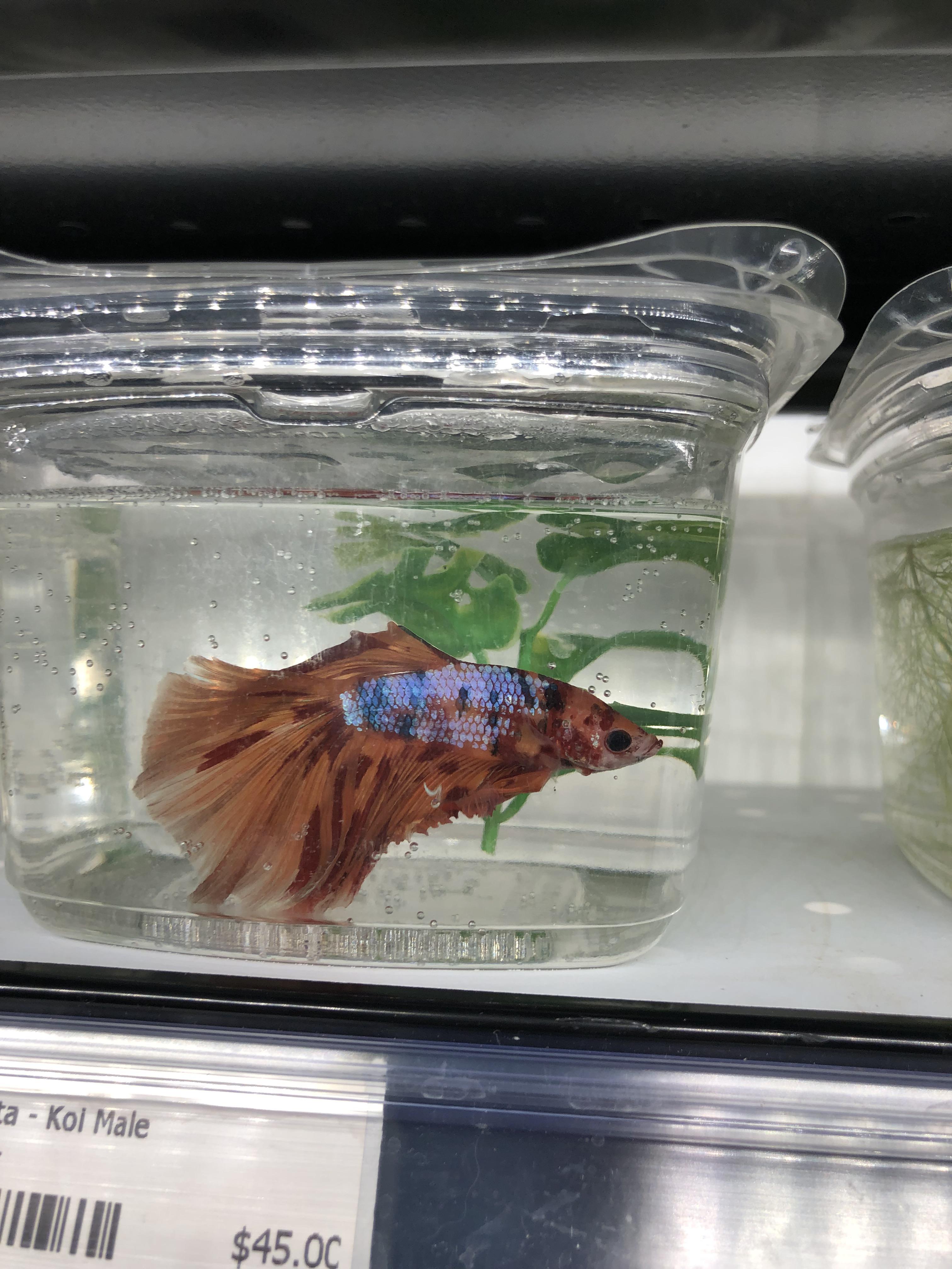 I’ve been staring at this betta for two weeks now...... I think I may