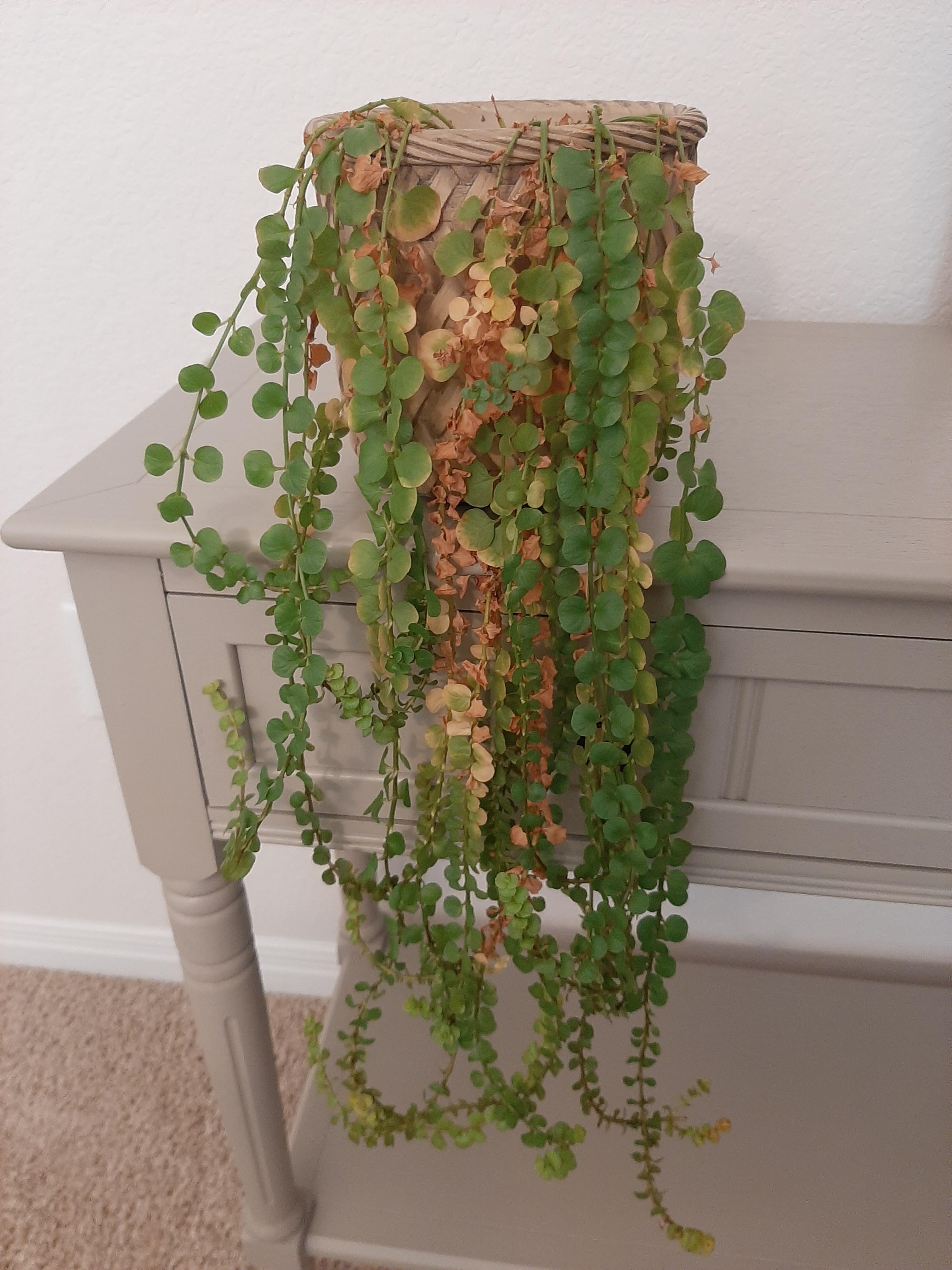 Not sure why my Creeping Jenny's leaves are turning yellow/brown. Any