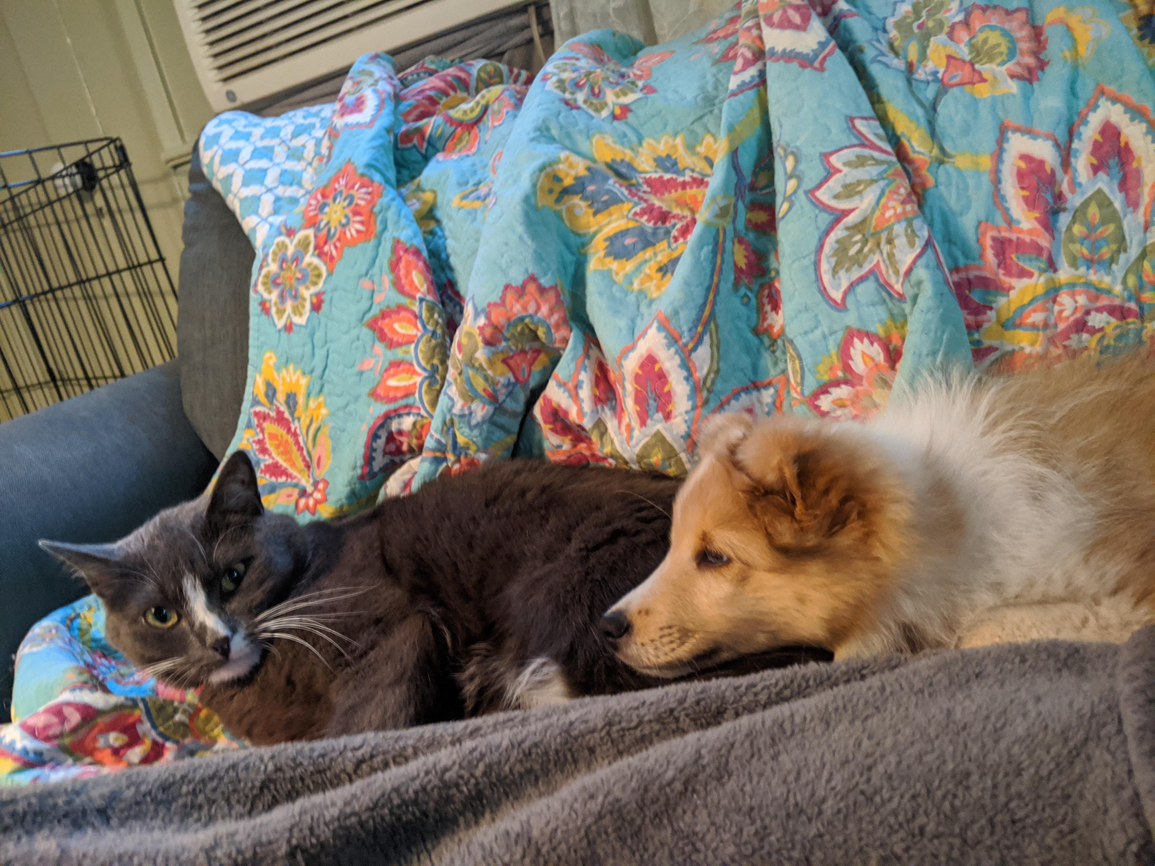 Anyone else's shelties love cats? r/sheltie