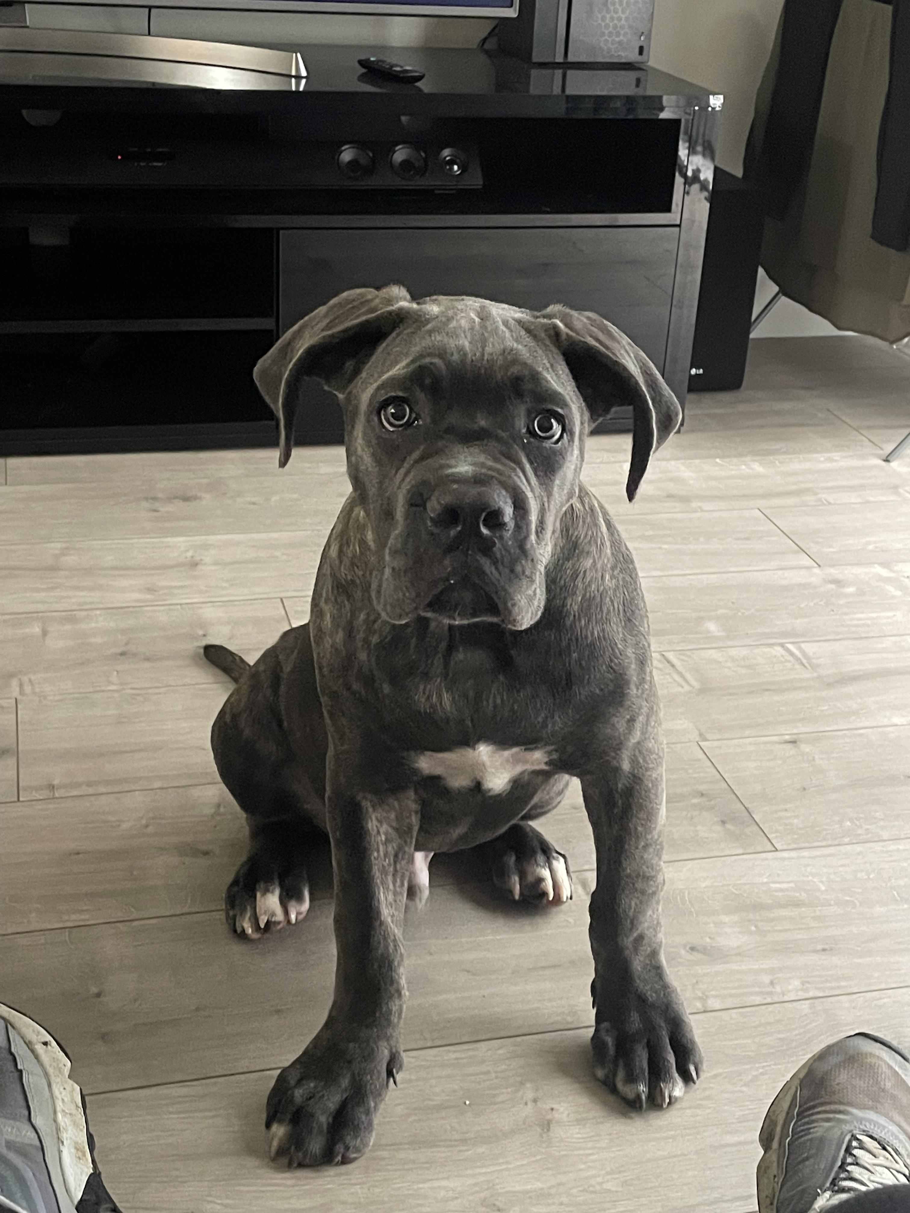 Help! My Cane Corso puppy has gone off his raw food. He still drinks and eats a little but not